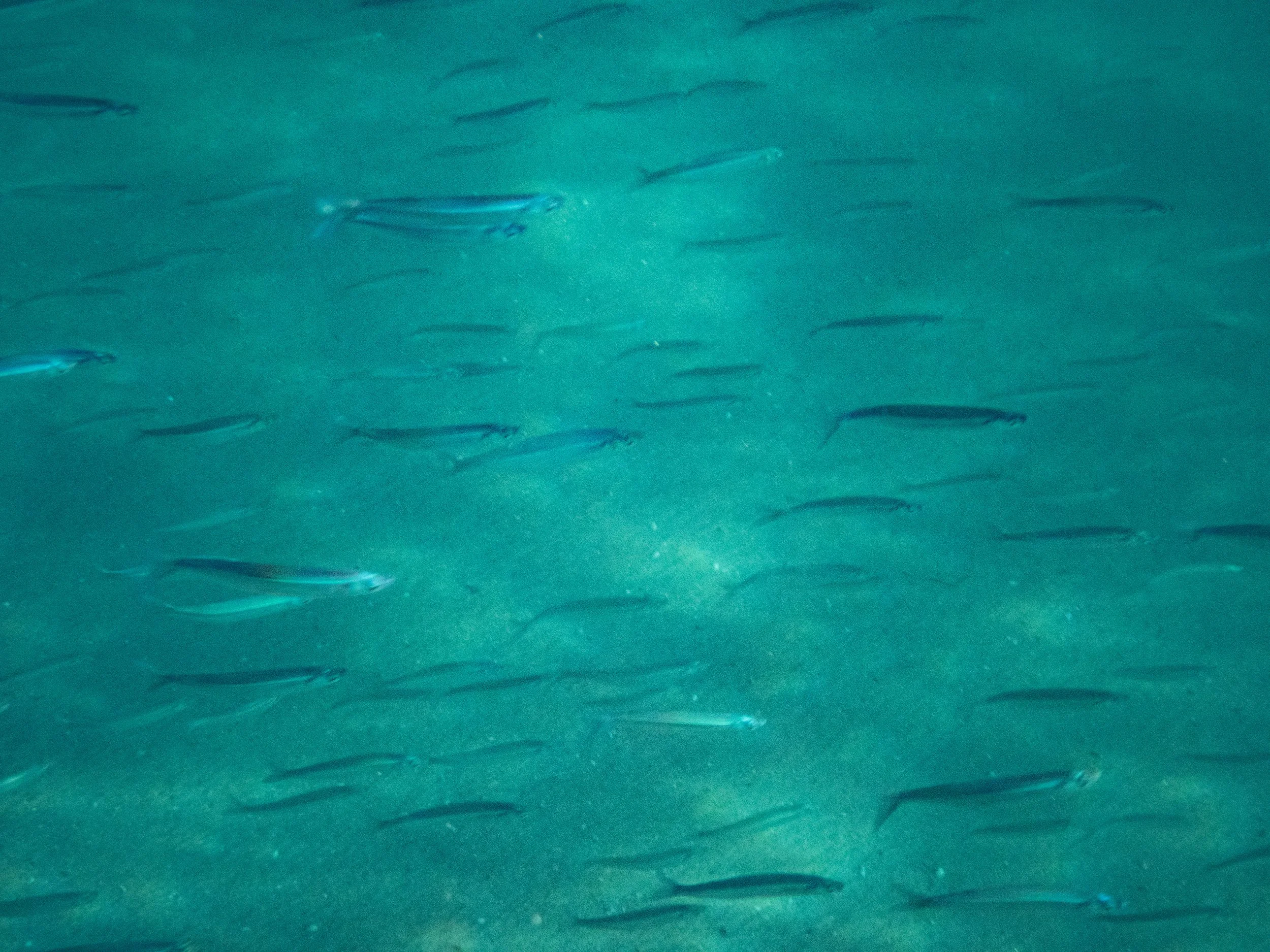 School of small, slender fish swimming in clear blue water.