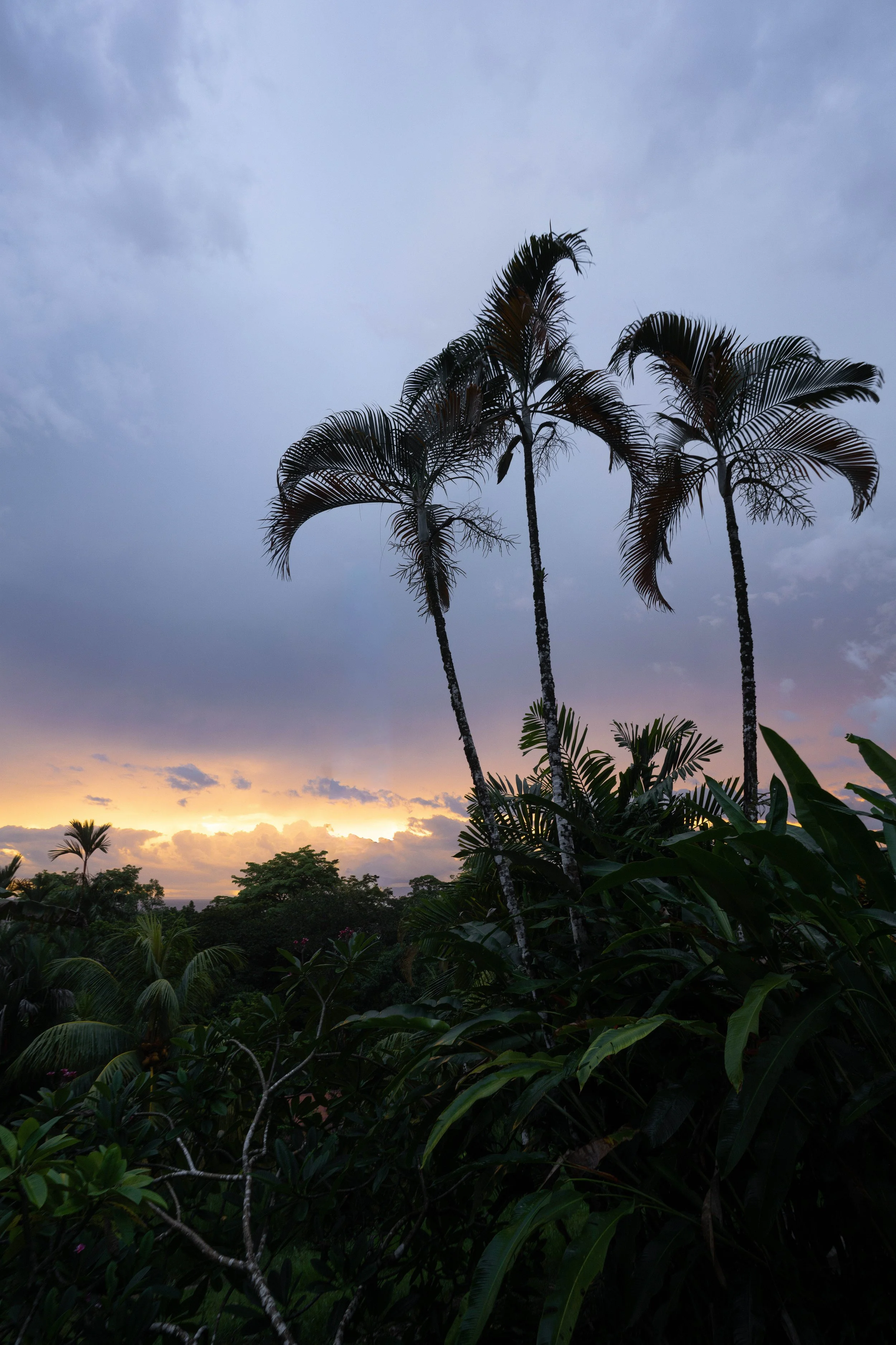 Tall palm trees with large fronds against a cloudy sky during sunset in a lush tropical landscape.