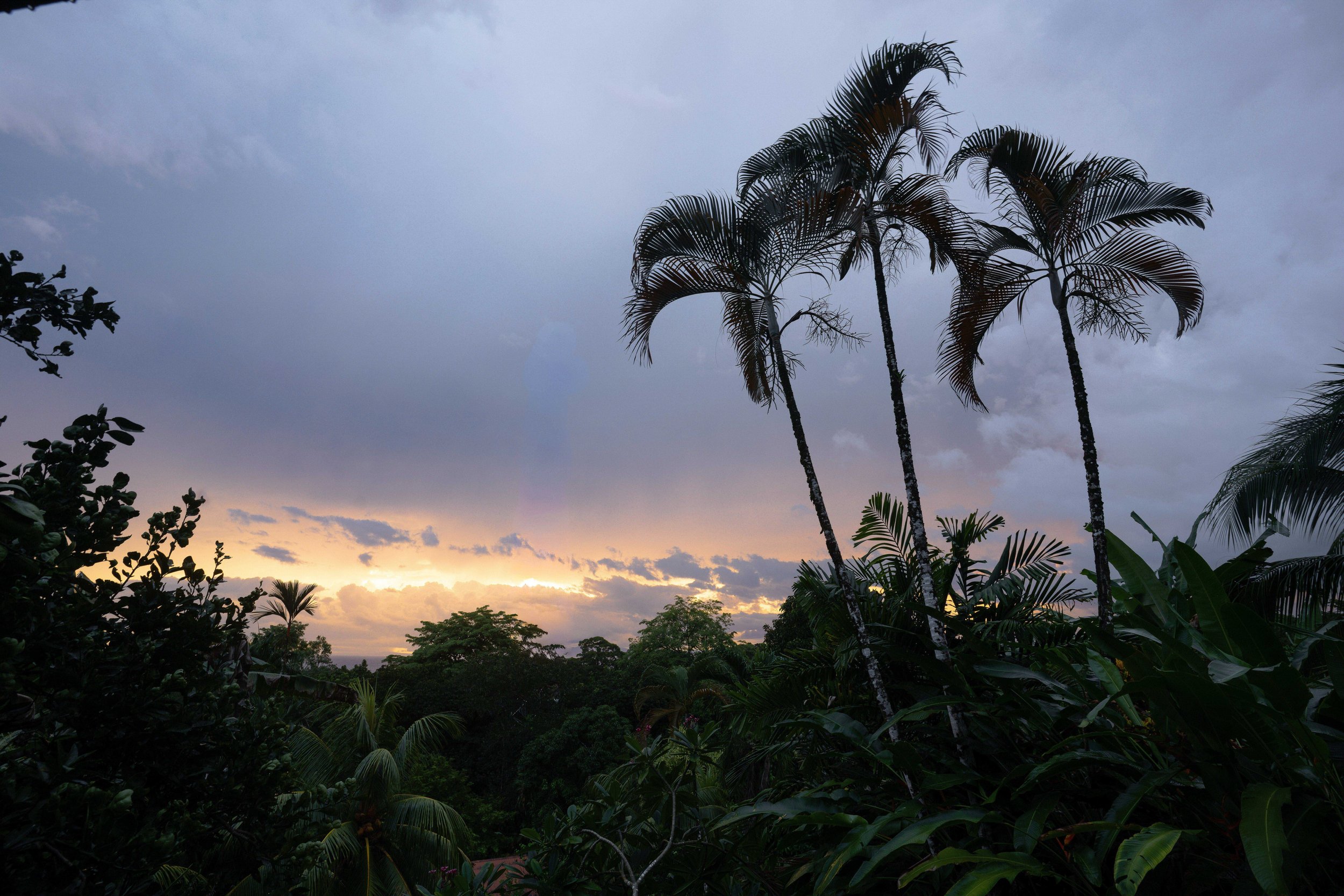 A tropical landscape with tall palm trees silhouetted against a sunset sky with scattered clouds.