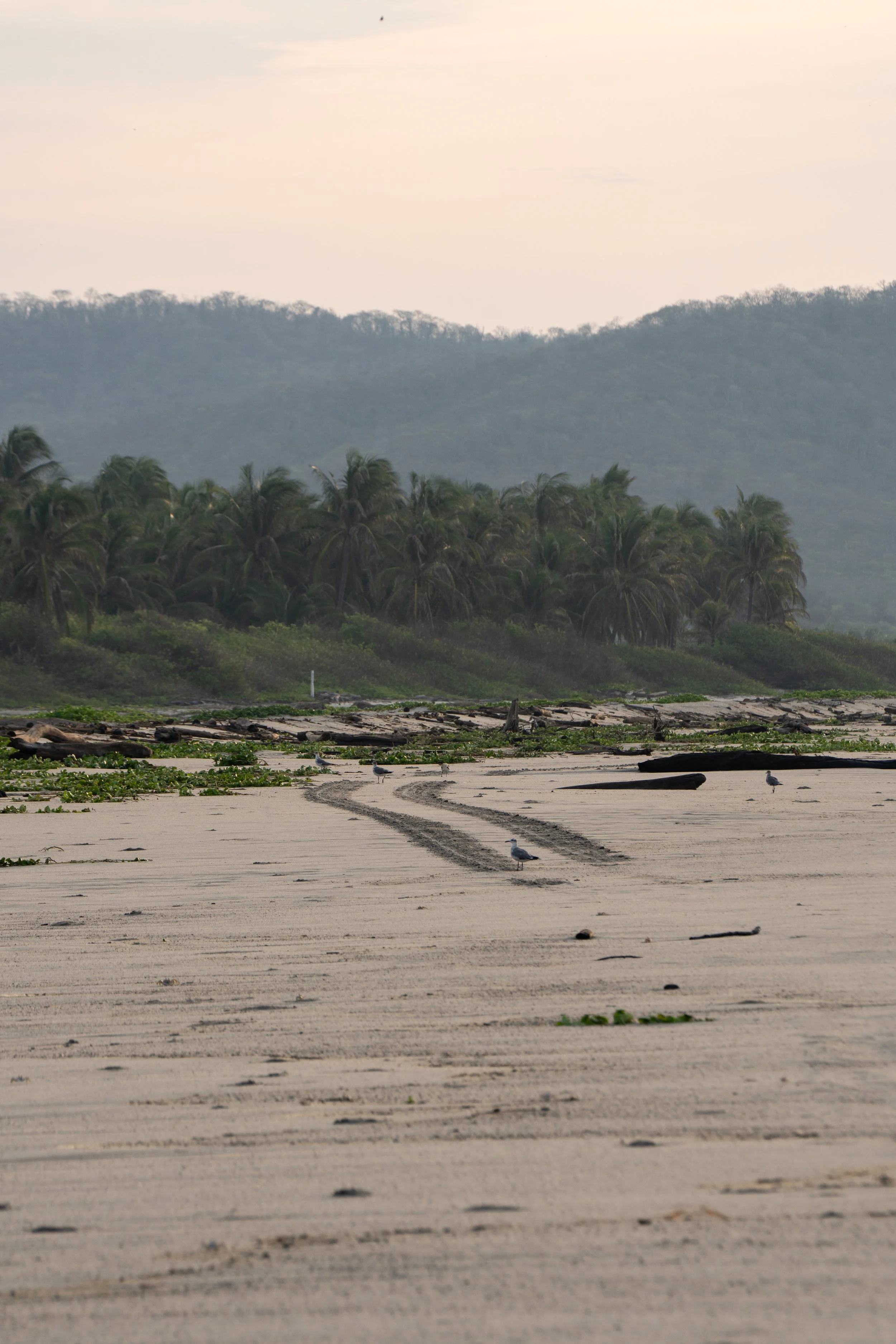 A sandy beach with a few seagulls, driftwood, and patches of green vegetation, with a dense line of tall palm trees and a mountain range in the background under a cloudy sky.
