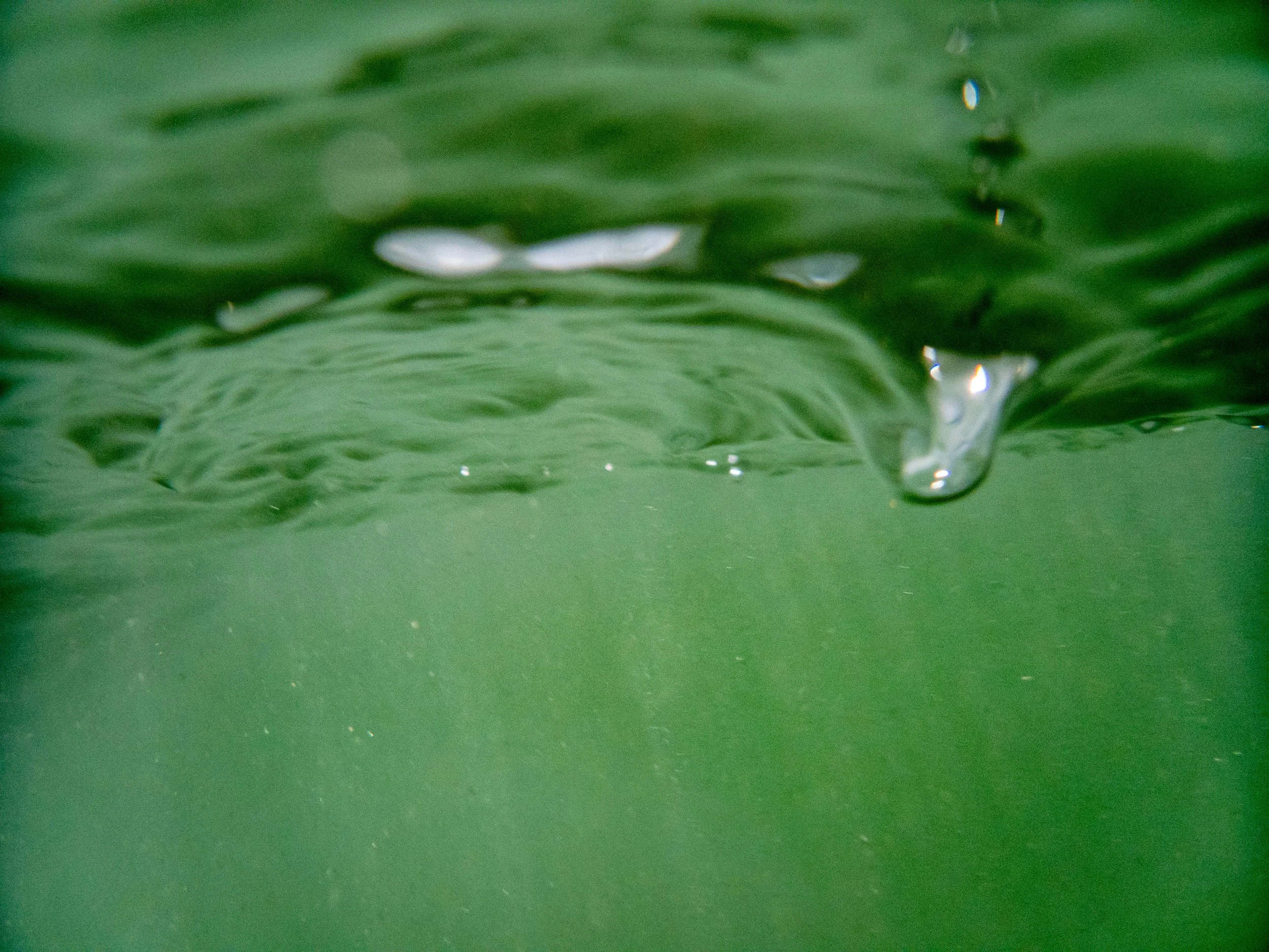 Close-up of a green body of water with a small ripple and a droplet falling into the water.