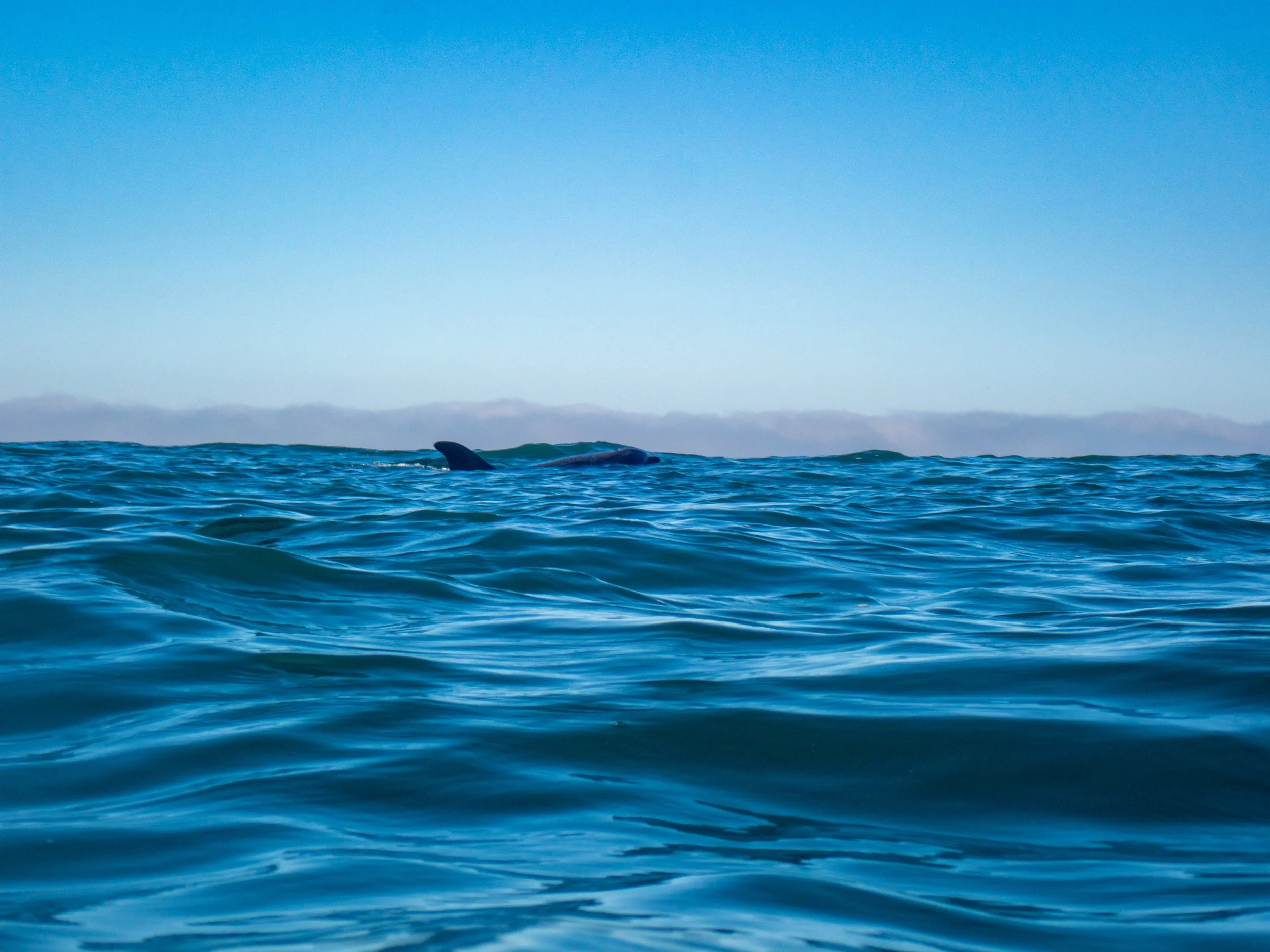A whale's dorsal fin and part of its body visible above the ocean surface, with a clear blue sky in the background.