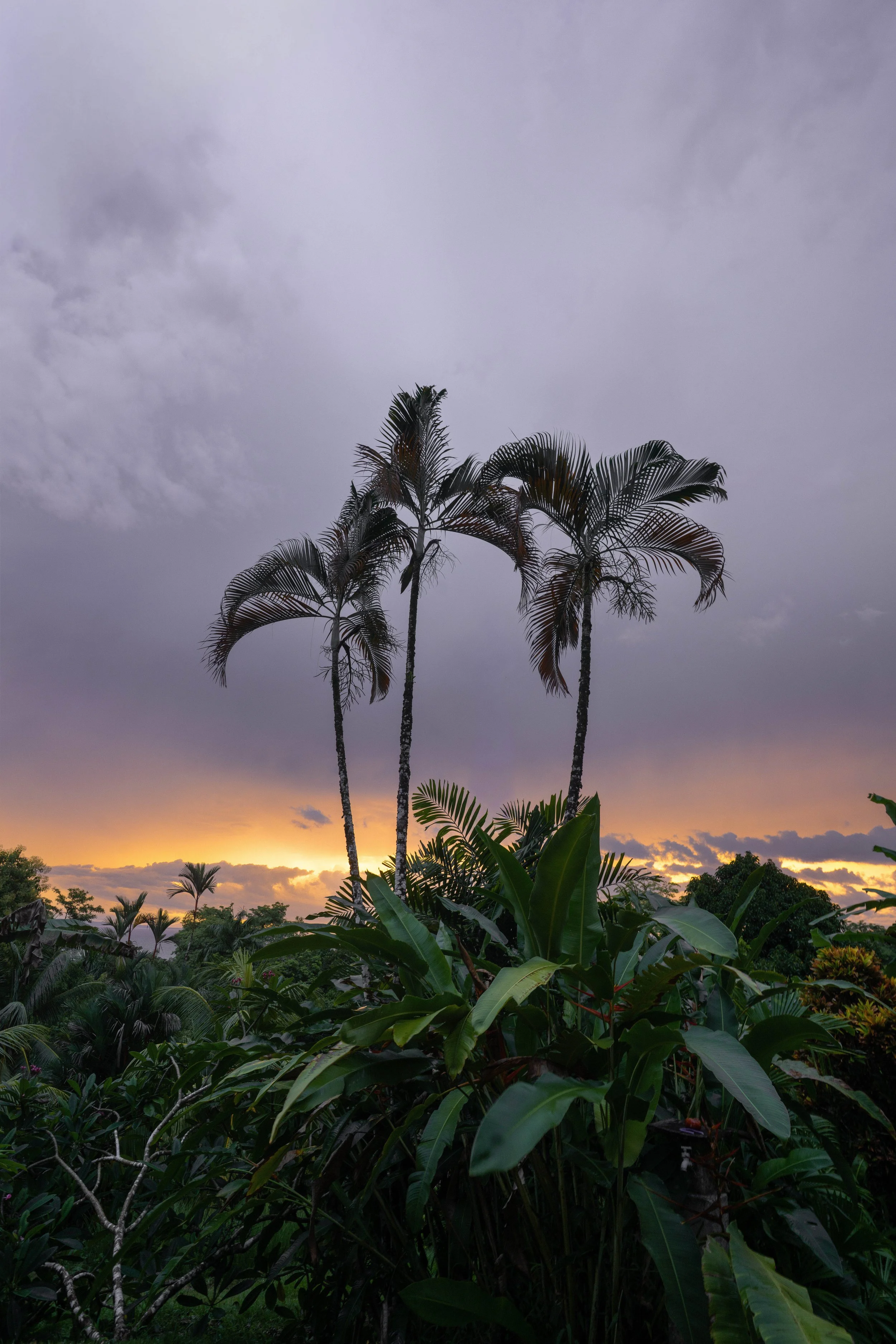 Tall palm trees against a cloudy sky at sunset with lush green tropical plants in the foreground.