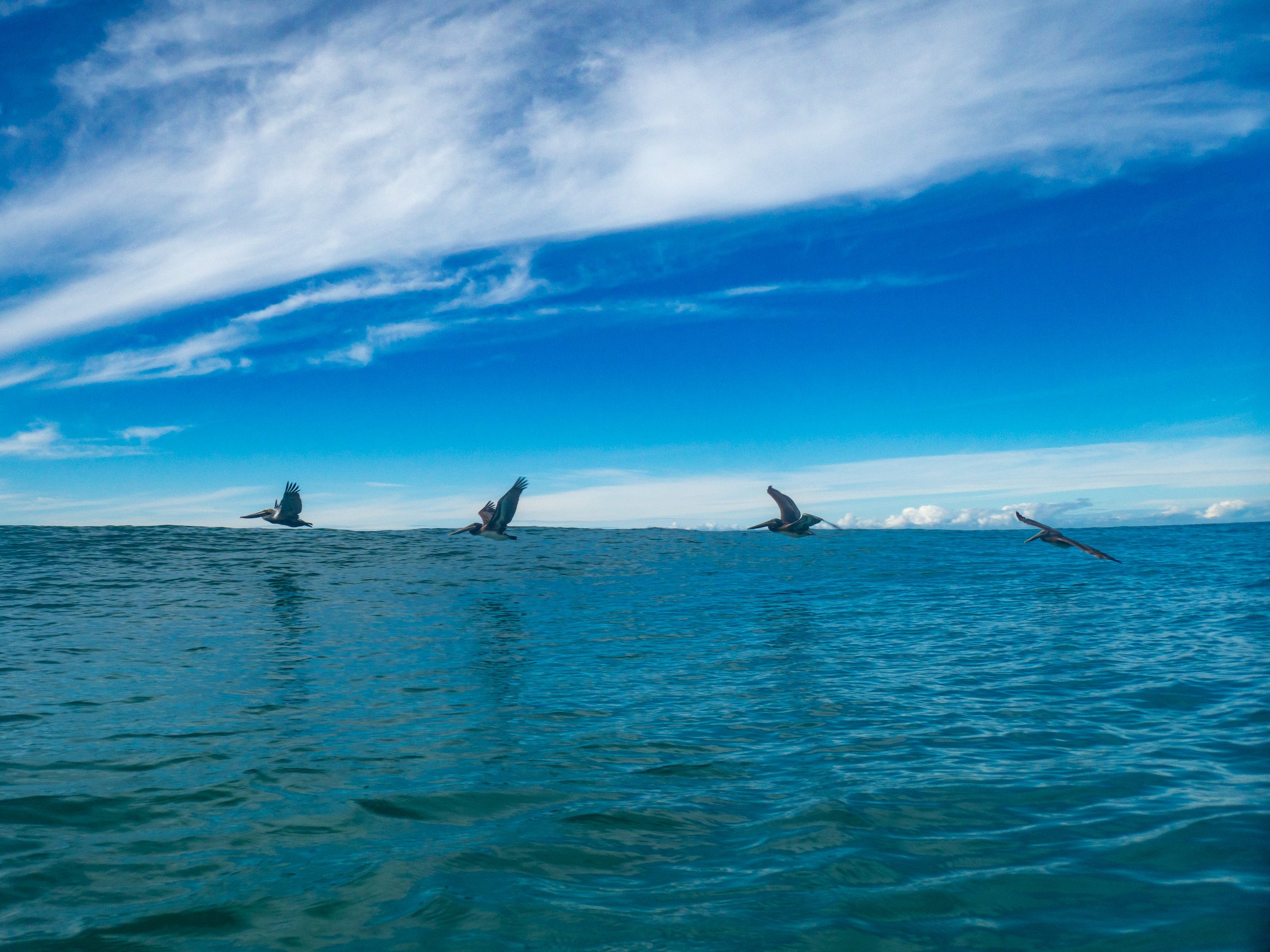 Four pelicans flying over the ocean with a blue sky and wispy clouds in the background.