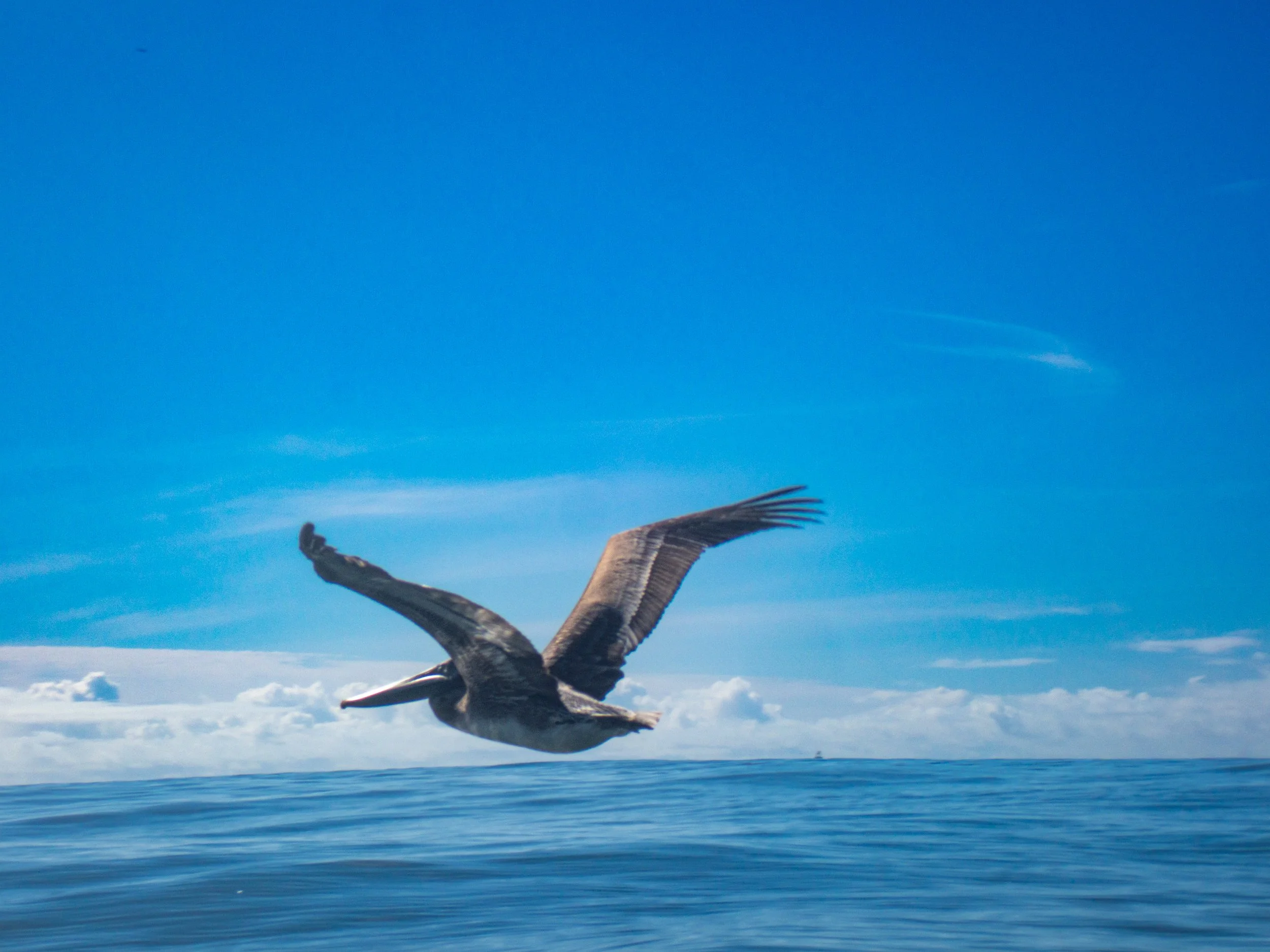 A pelican flying over the ocean with a clear blue sky and some clouds in the background.