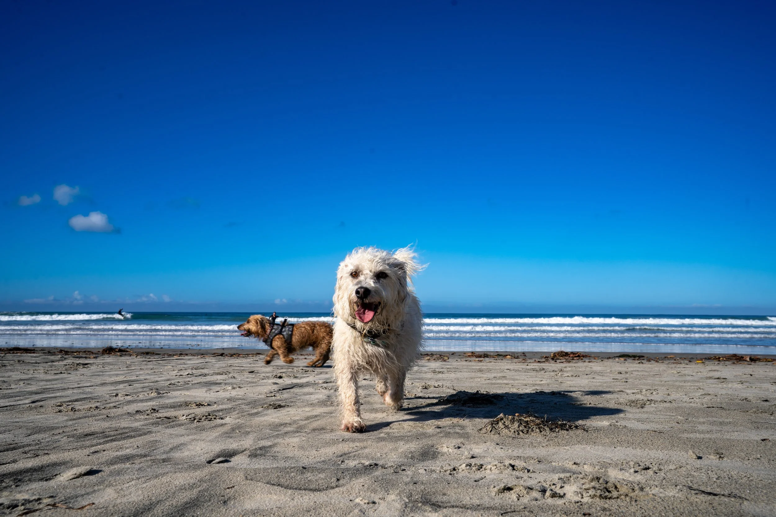 Dogs playing on a sandy beach with waves and a blue sky in the background.