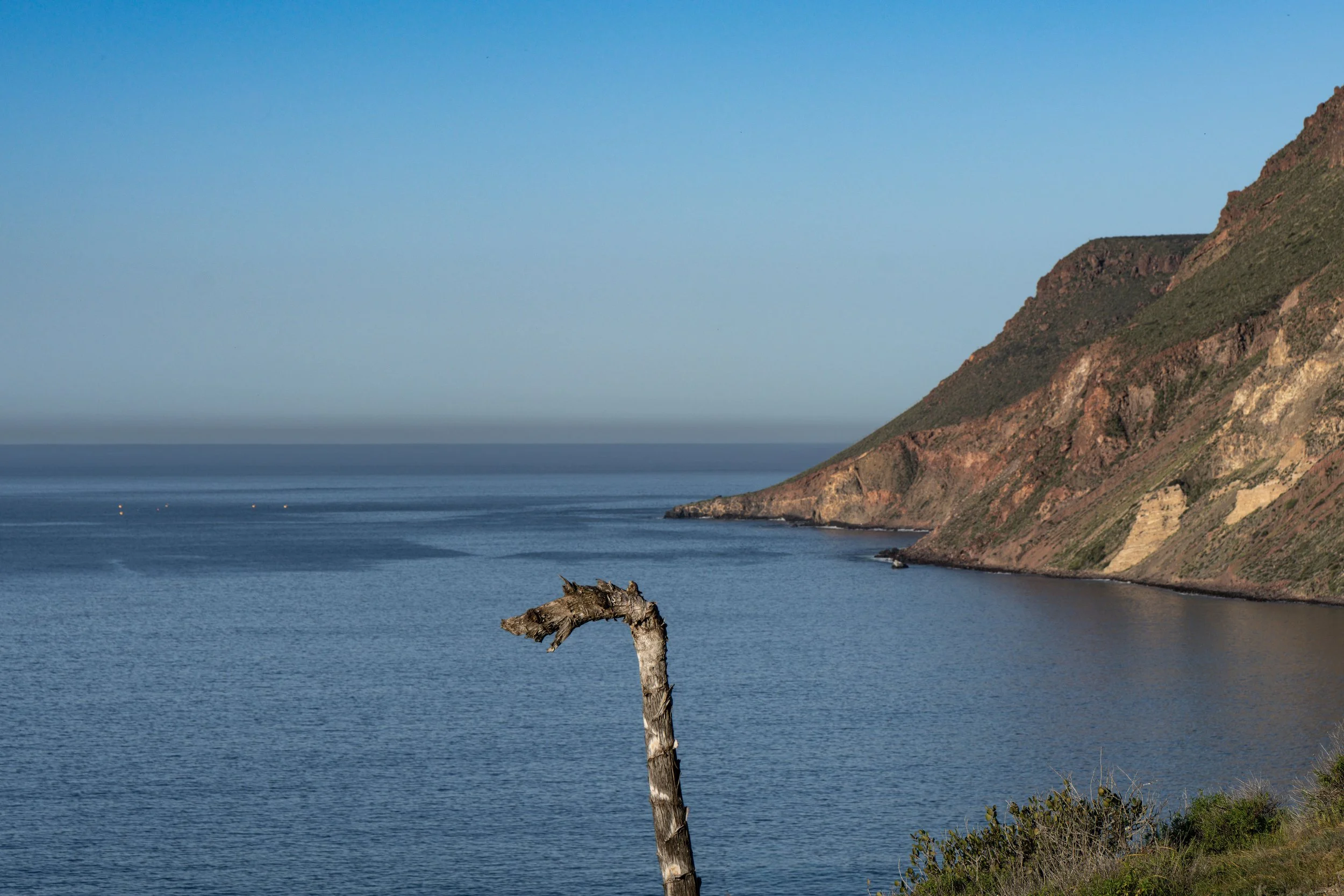A coastal landscape with blue water, a rugged hillside, and a weathered tree trunk in the foreground.