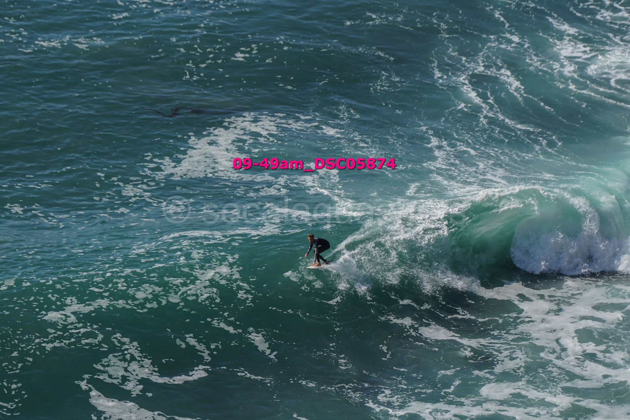 Surfer riding a wave in the ocean, with a whale swimming in the distance.