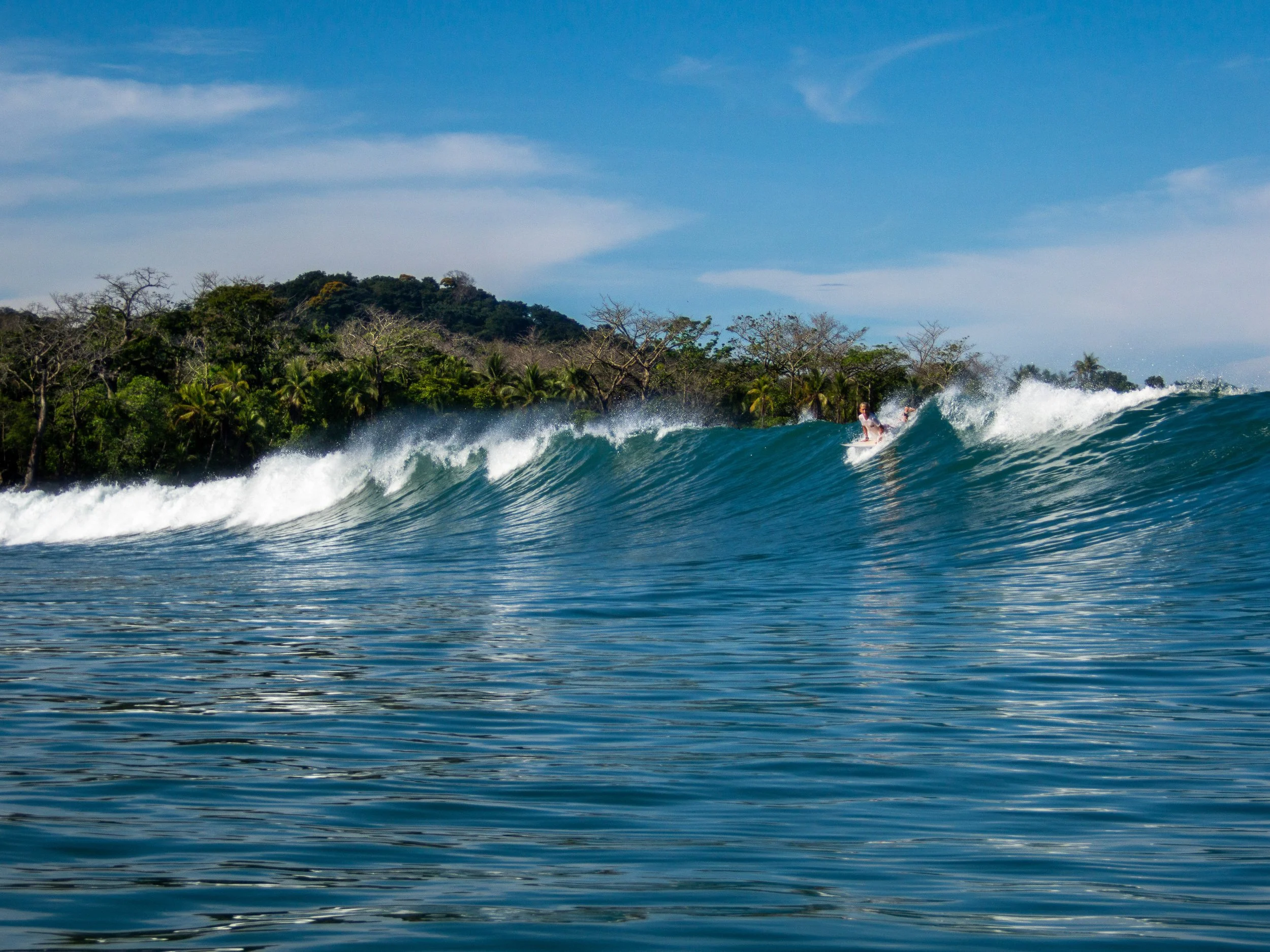 surfer riding a wave near tropical coastline