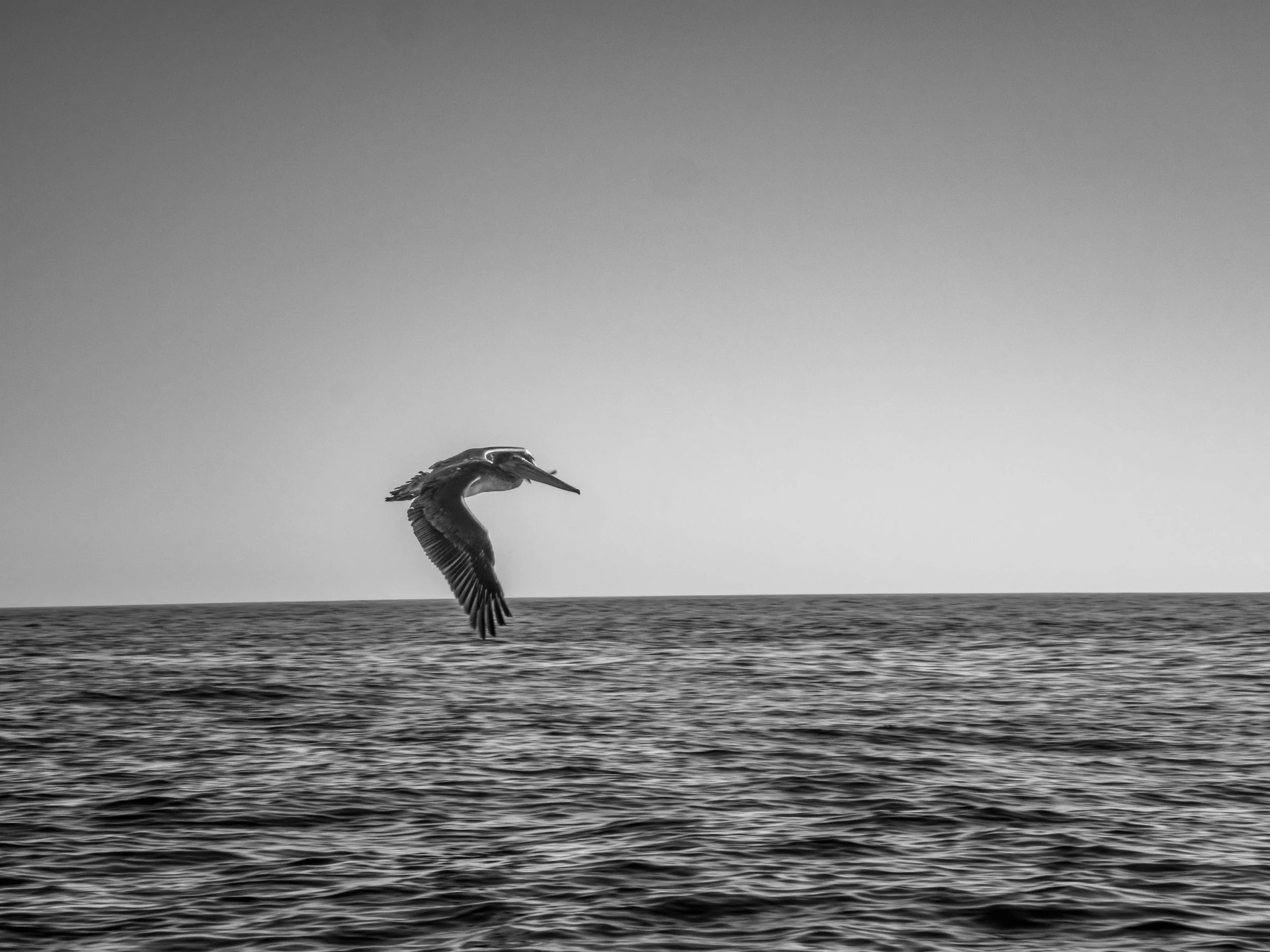 A black and white photo of a pelican flying over a body of water, with a clear horizon in the distance.