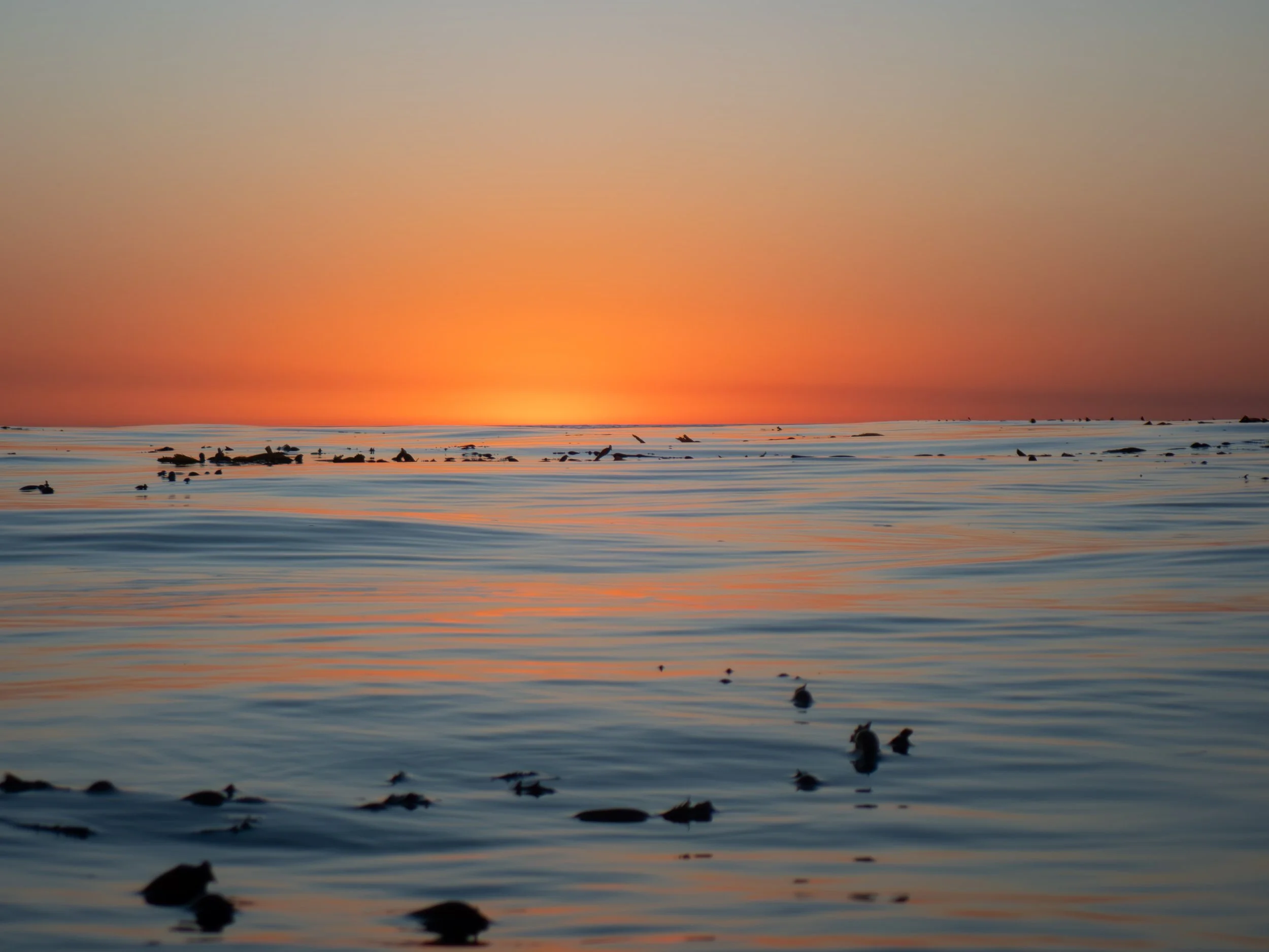Seagulls floating on ocean water during a sunset with a vibrant orange and pink sky.