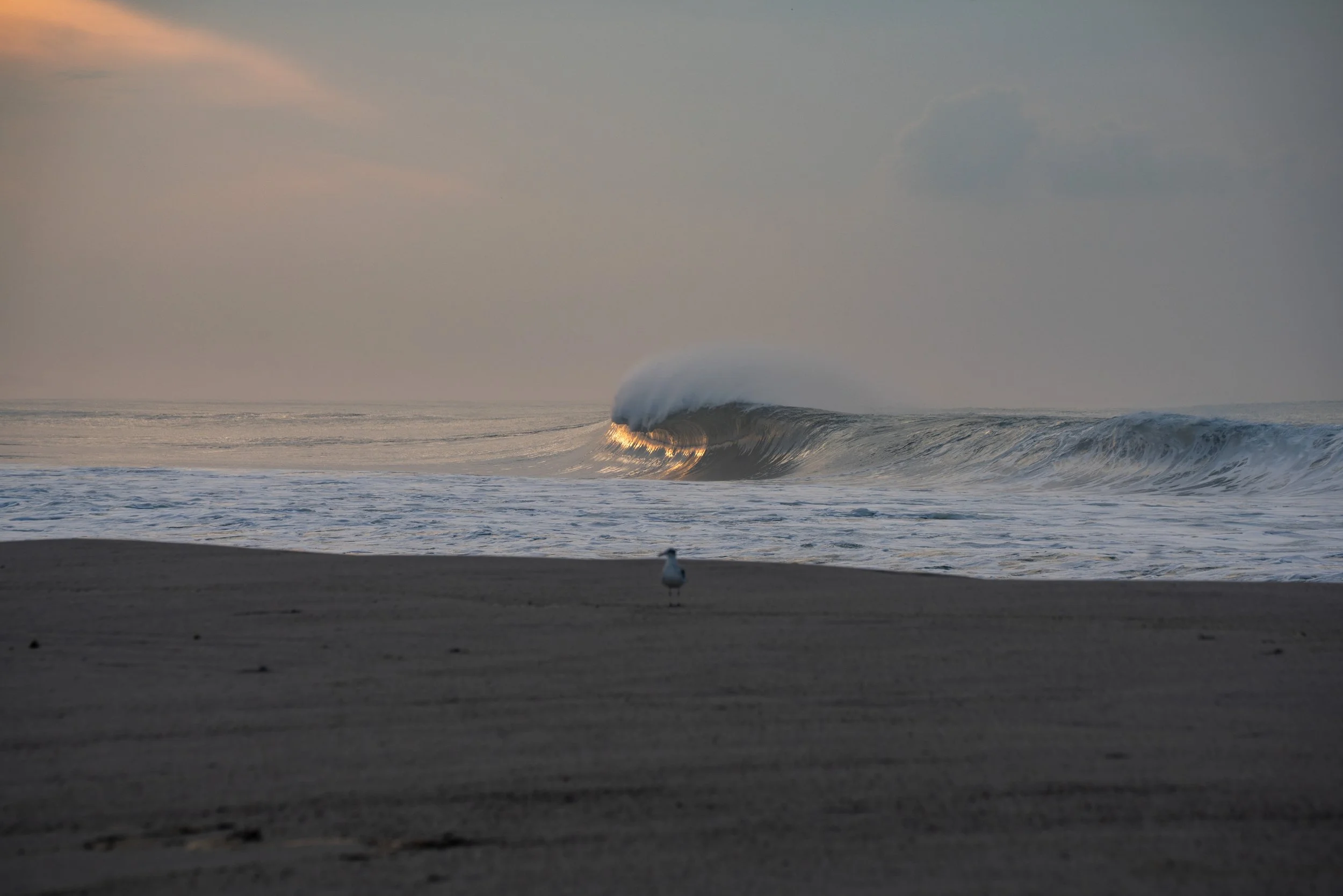 A seagull standing on a sandy beach with the ocean and a large wave in the background, under a cloudy sky.