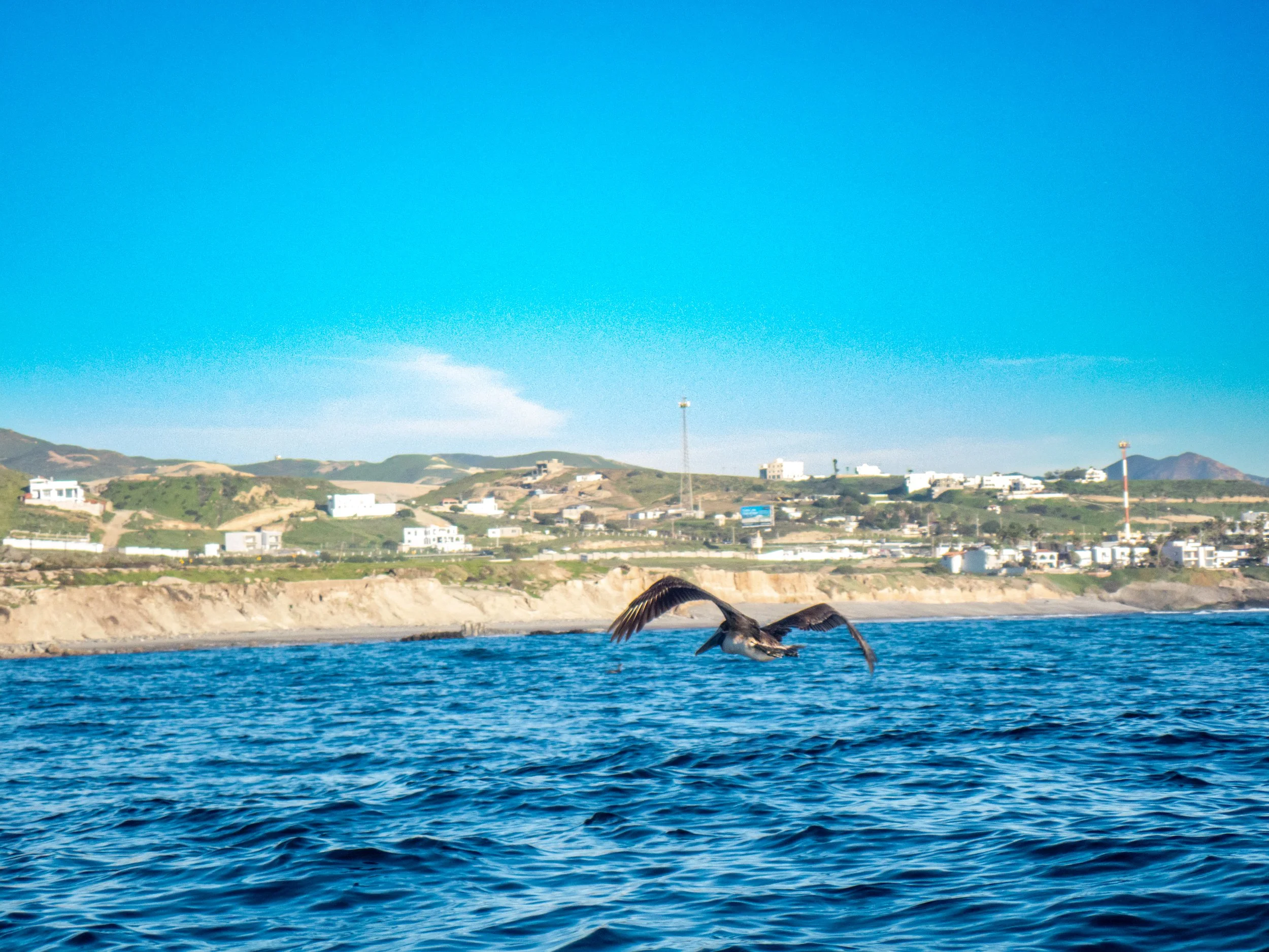 Pelican flying over the ocean with a coastal city and hills in the background on a sunny day.