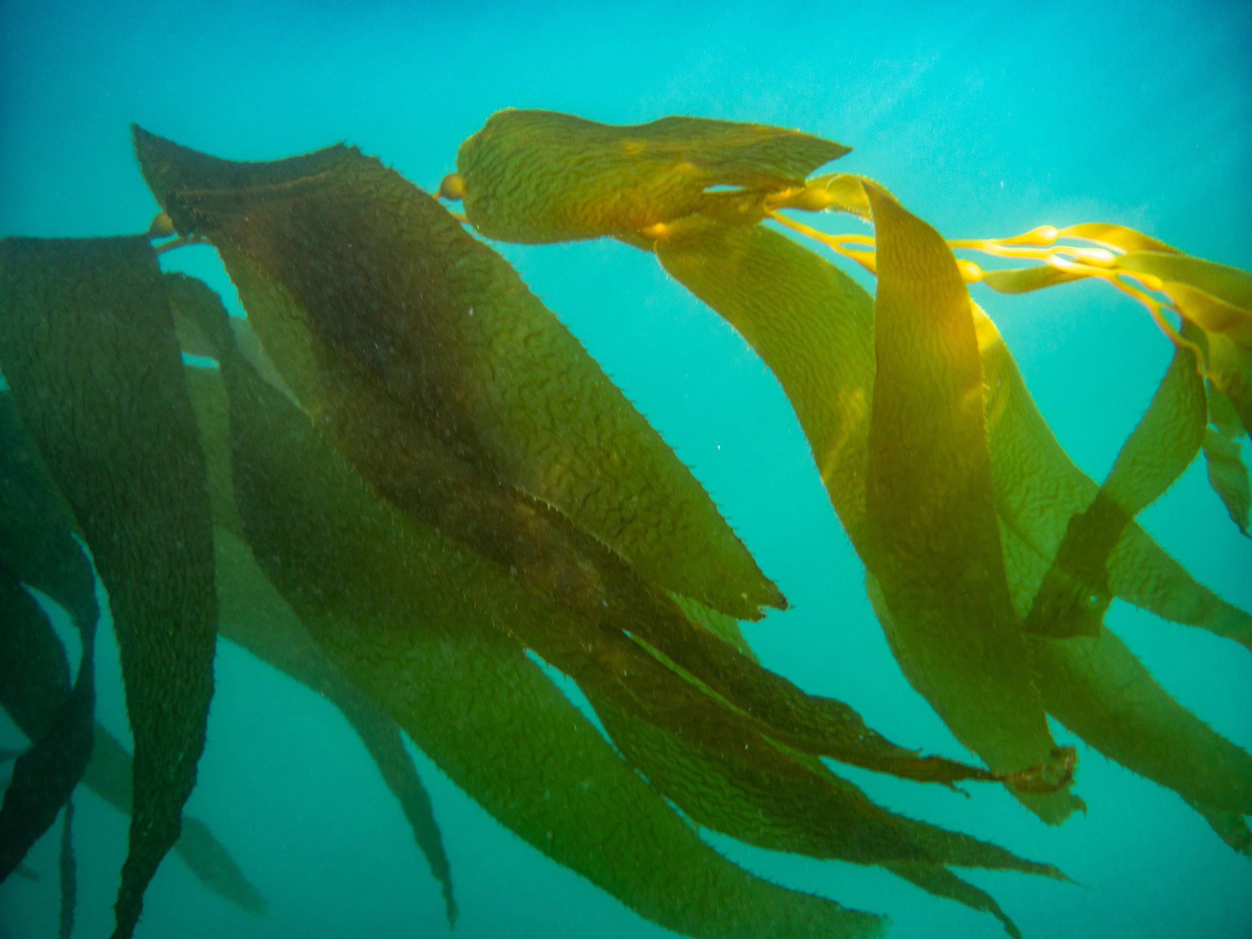 Underwater image of large green kelp seaweed swaying in the ocean.