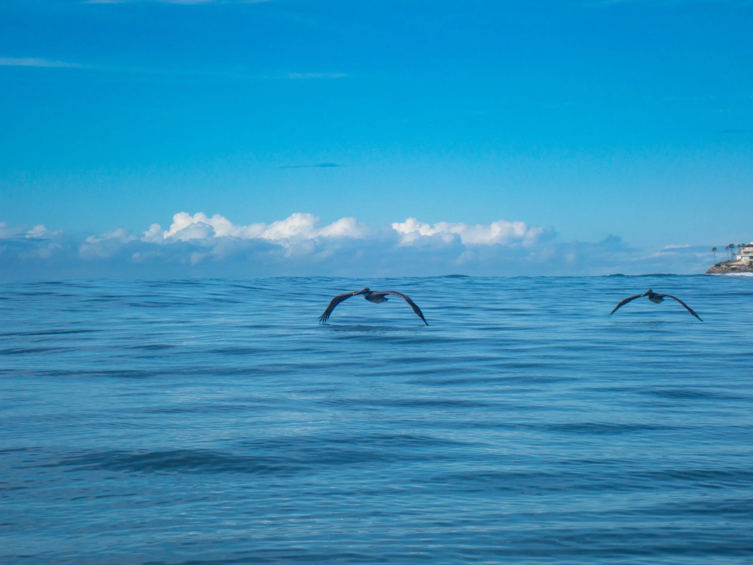 Two pelicans flying low over the calm ocean water with a cloudy sky and distant land with buildings in the background.