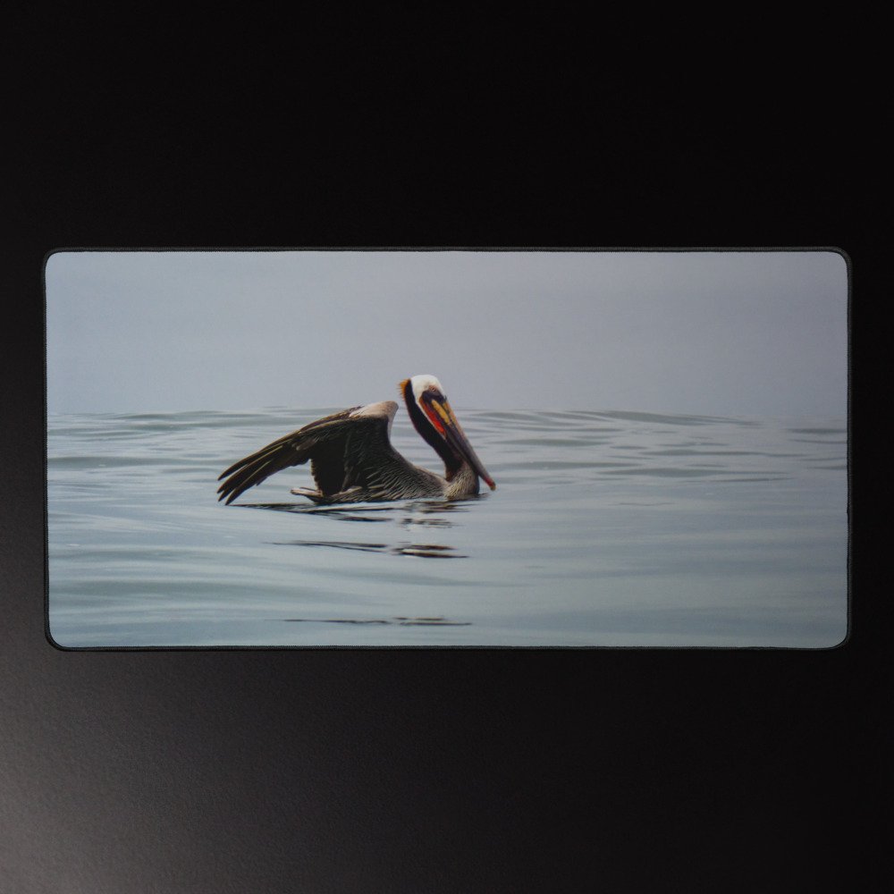 Brown pelican floating on calm water