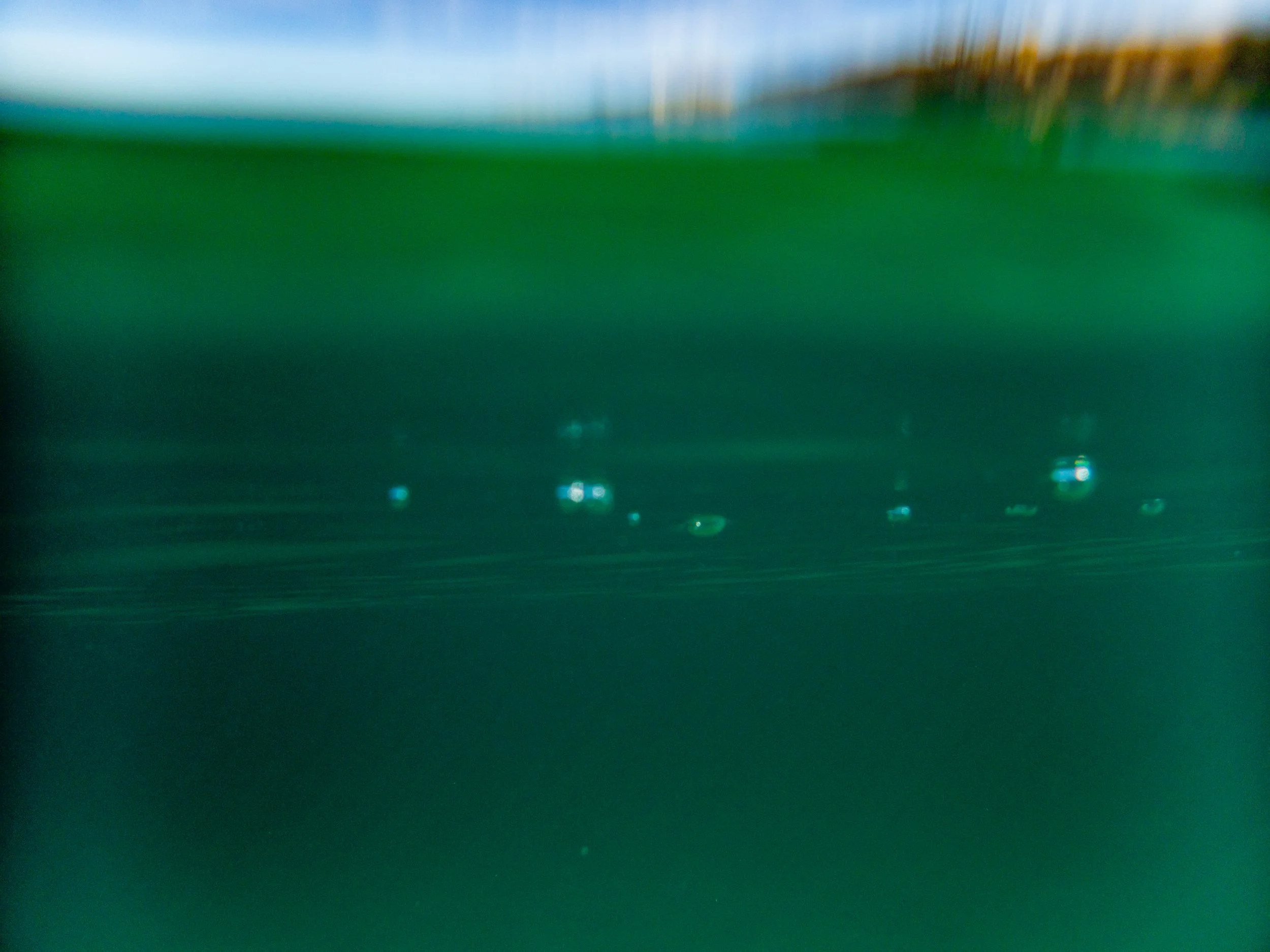 Close-up of a green surface with small water droplets on it, possibly viewed underwater.