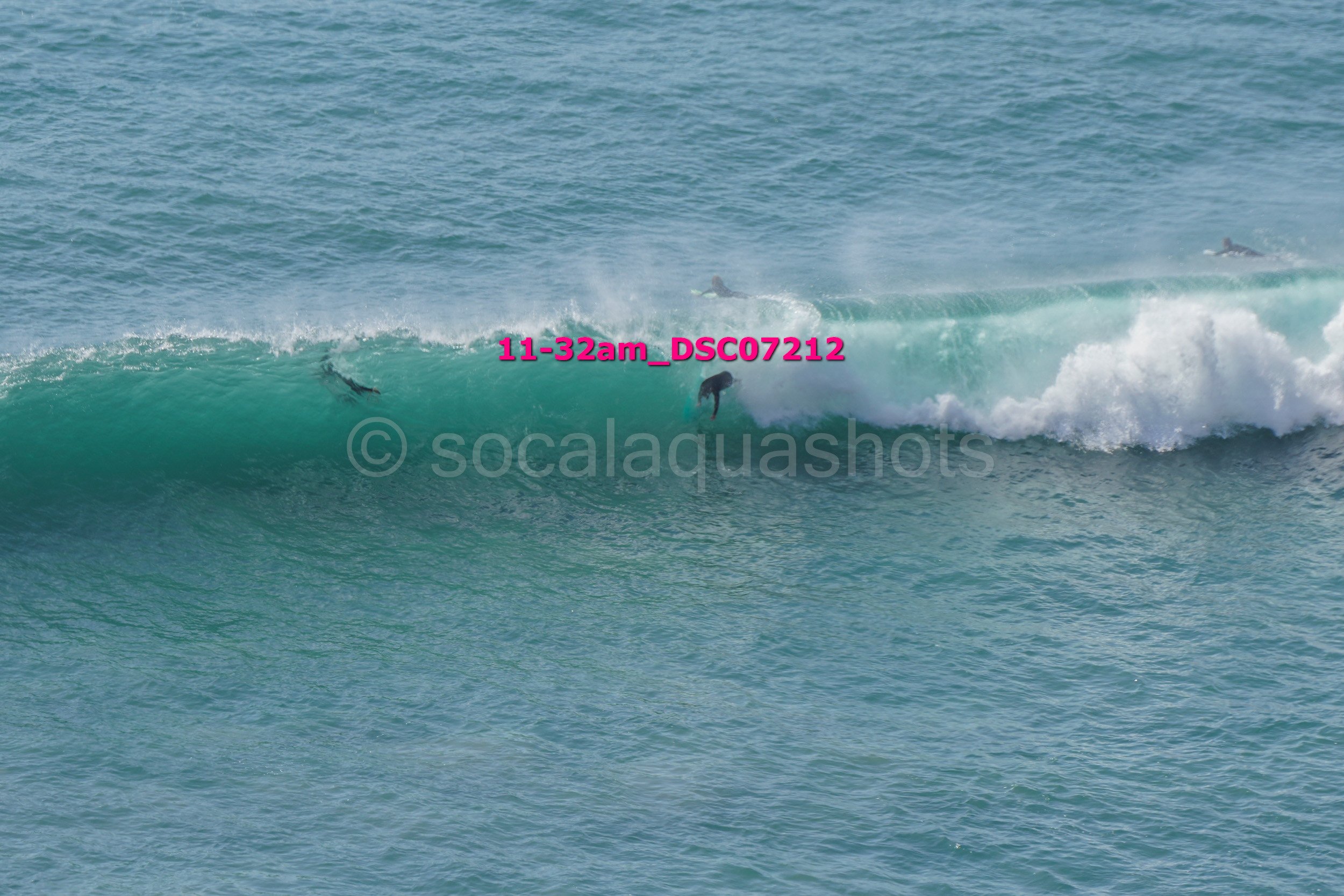A person surfing a large wave in the ocean, with several dolphins visible in the water nearby.