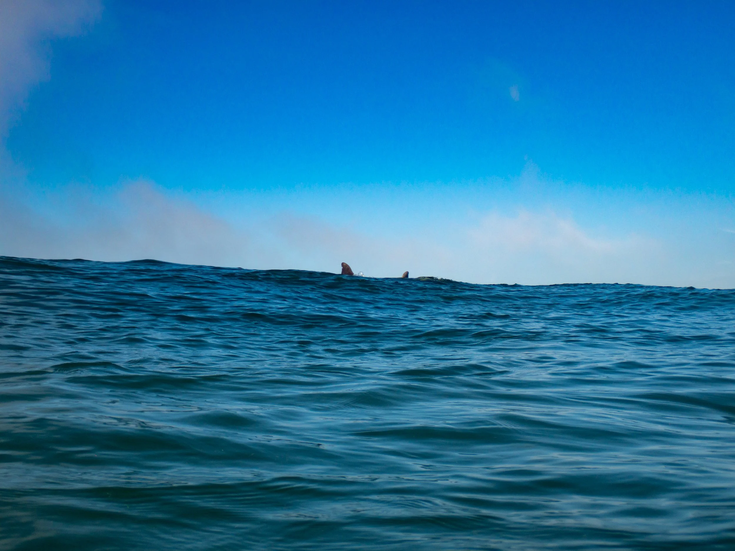 Ocean with visible whale fins on the horizon, clear blue sky.