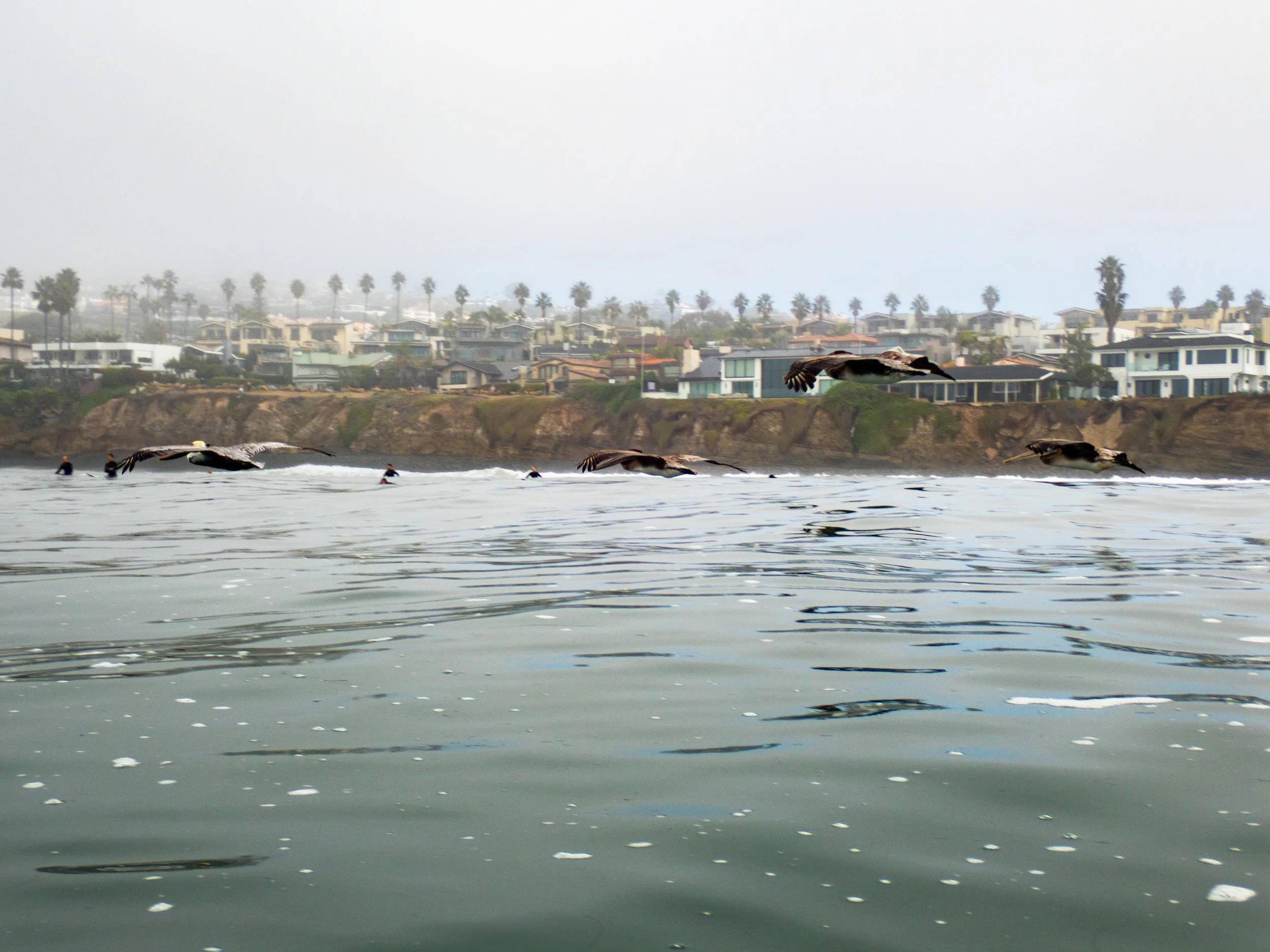 Seagulls flying over the ocean near coastal homes with palm trees in the background.
