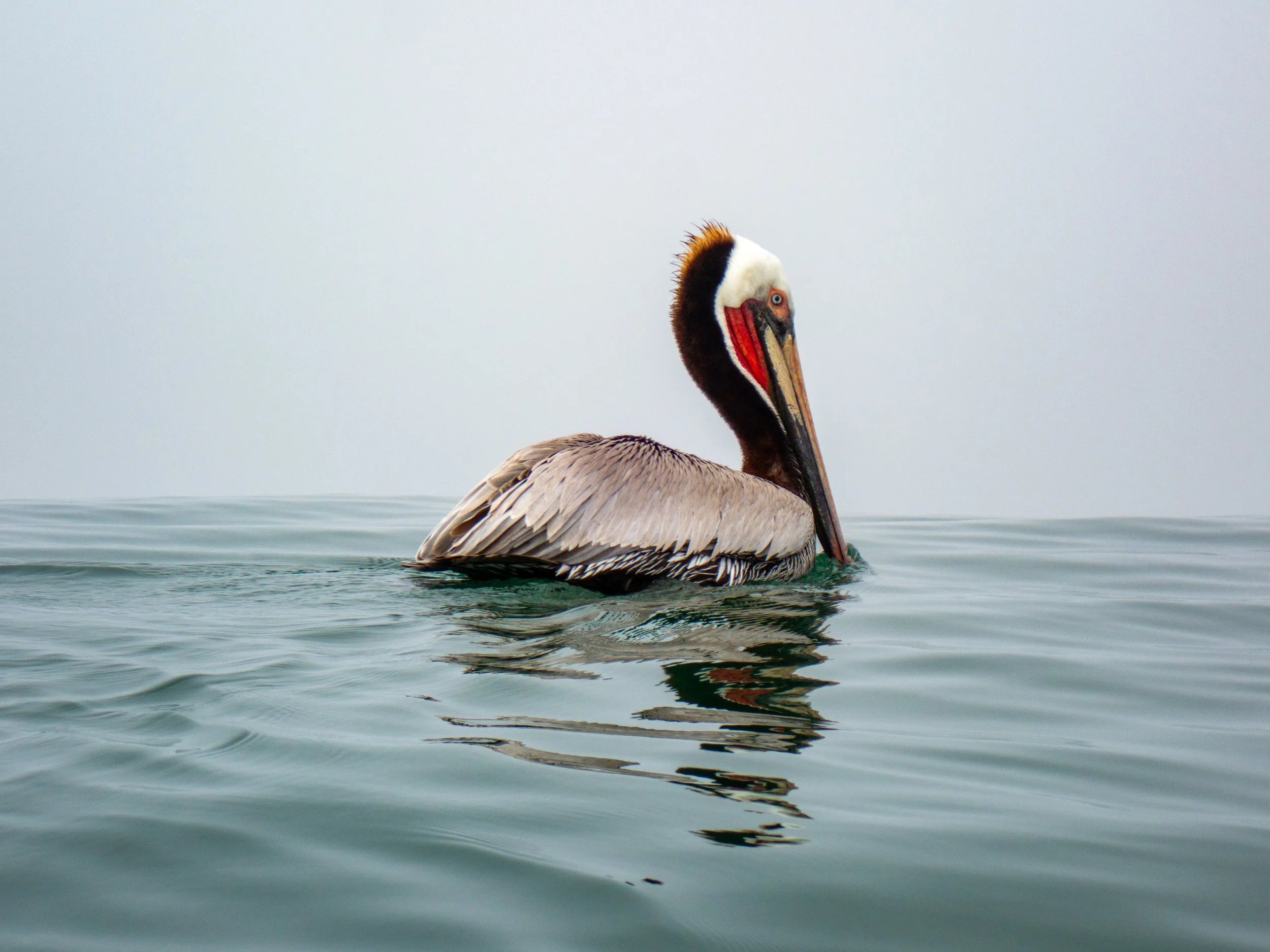 Pelican floating on calm water