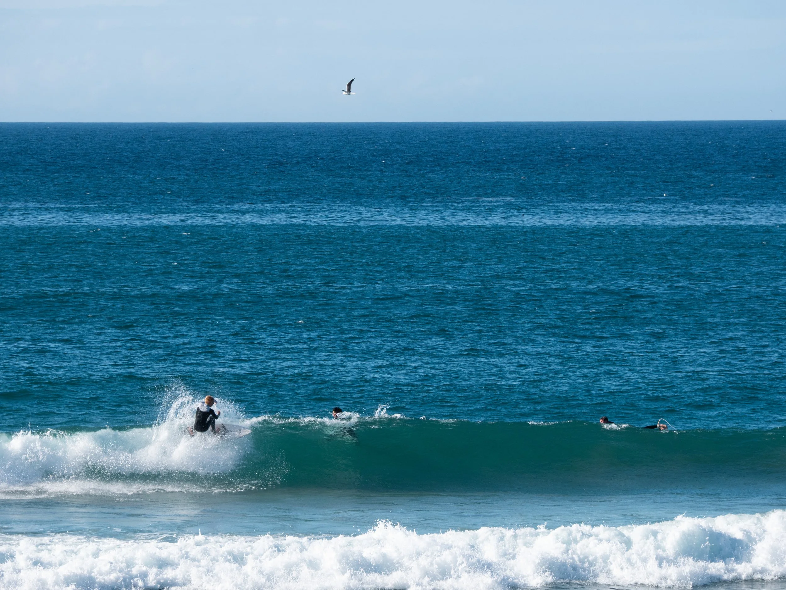 People surfing in the ocean with a seagull flying overhead.