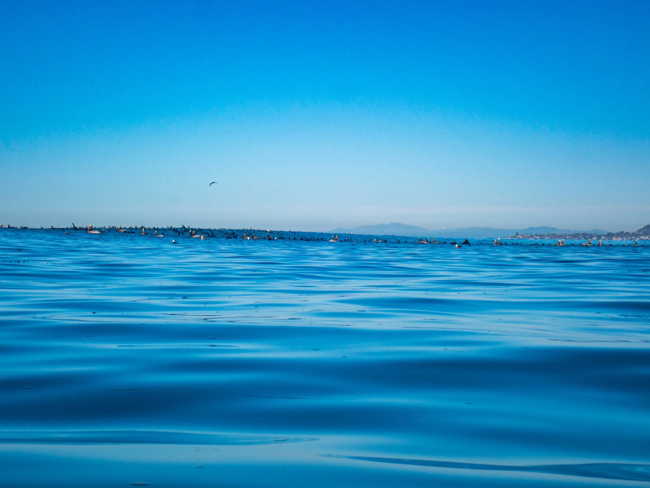 Wide view of the ocean with many surfers in the water, distant landforms on the horizon, and a single bird flying in the sky.