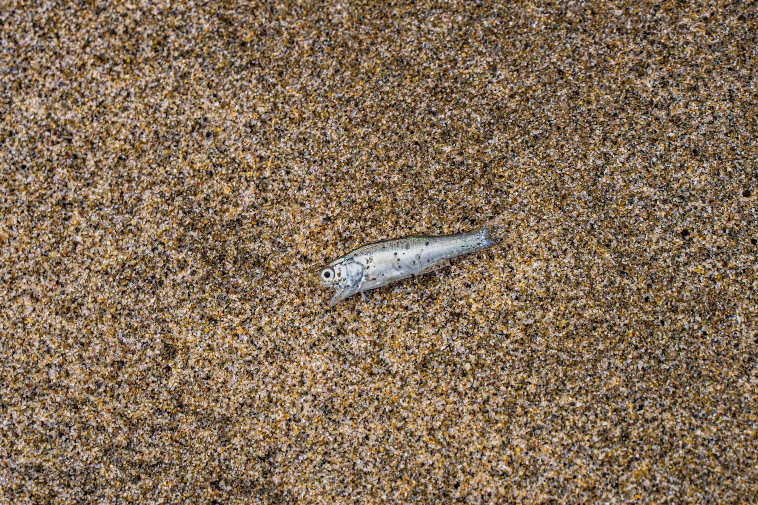 A small fish lying on multicolored sand at the beach.