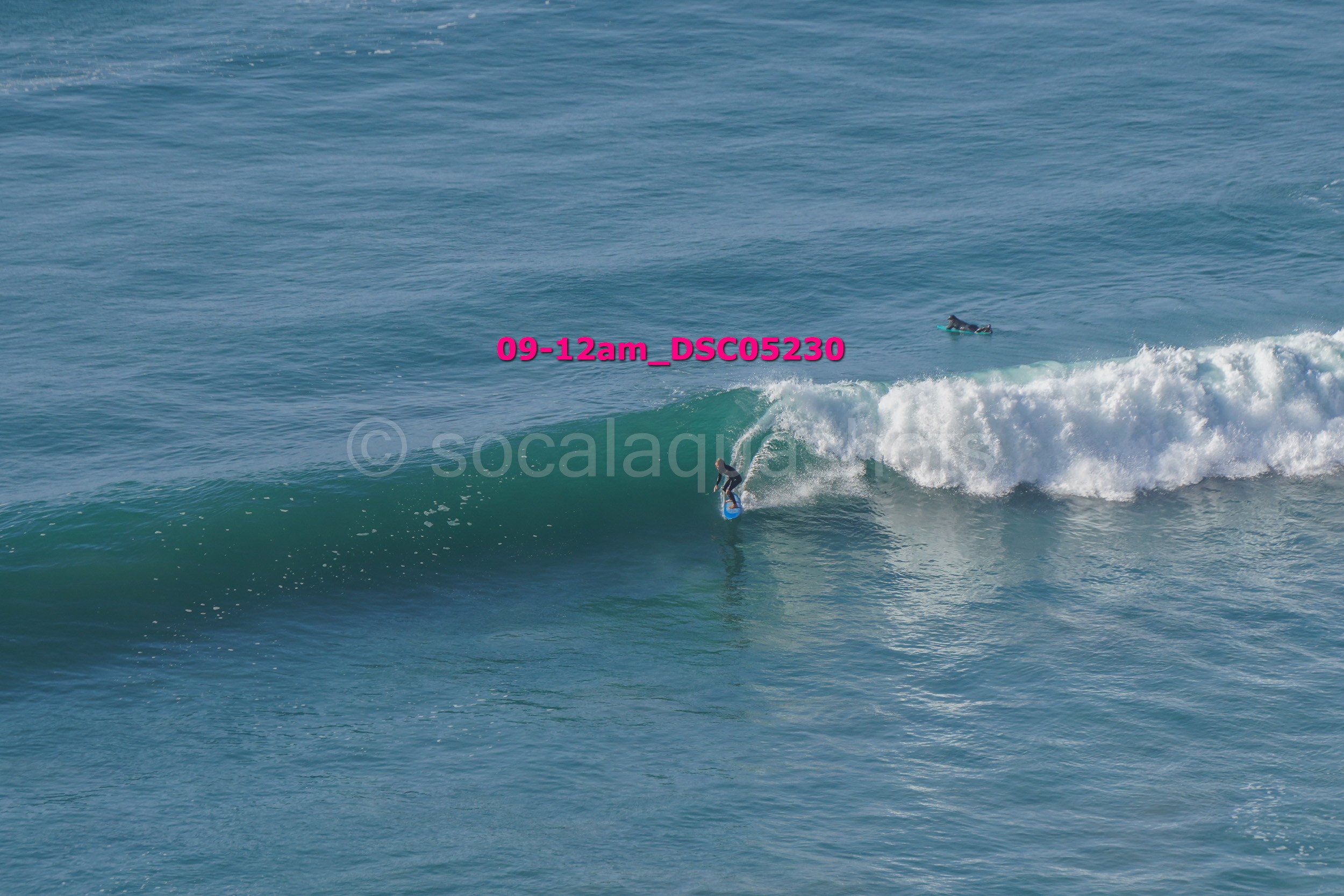 A person surfing on a wave in the ocean with a dog swimming nearby in the water.