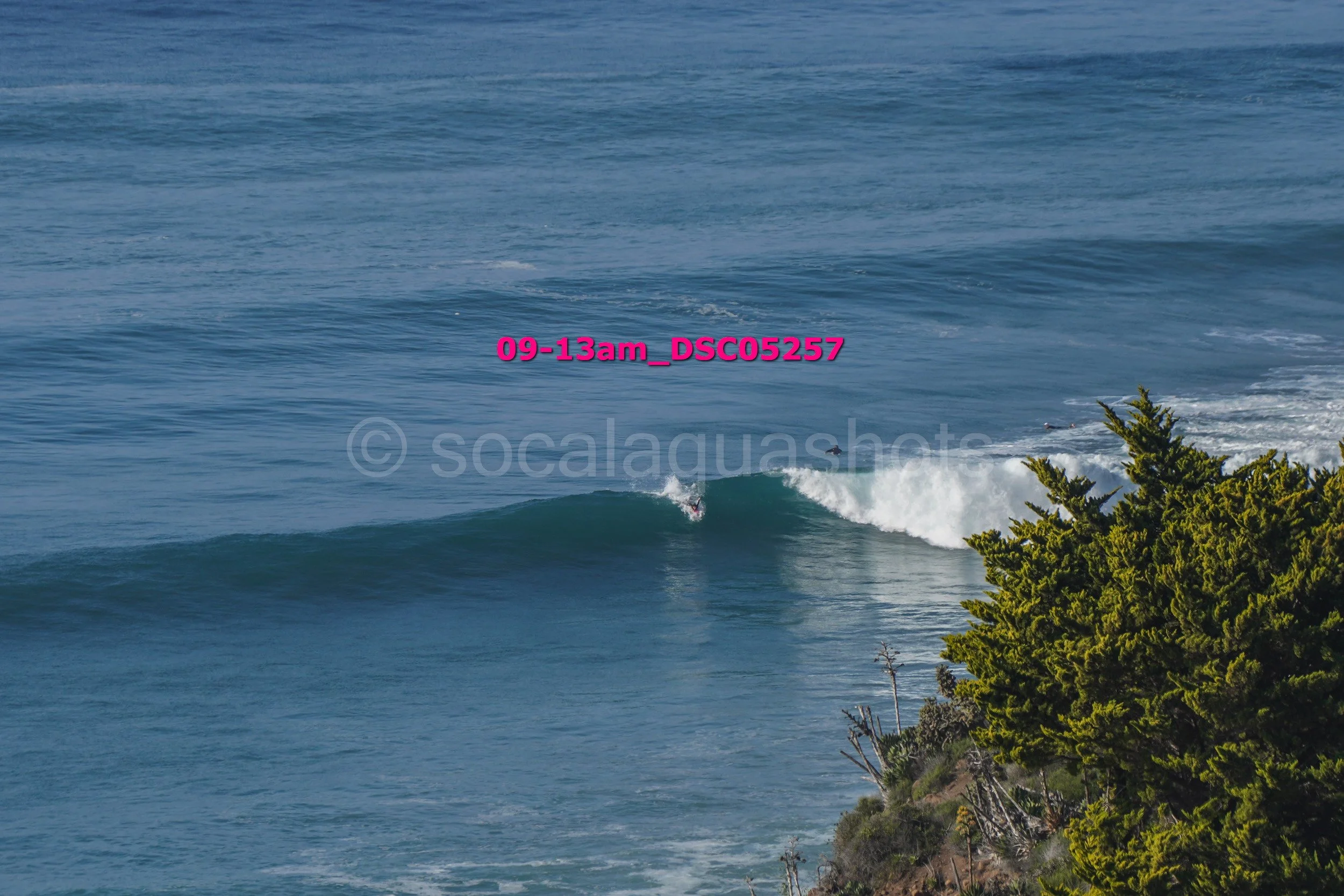 A surfer riding a wave near a rocky coastline with bushes in the foreground.