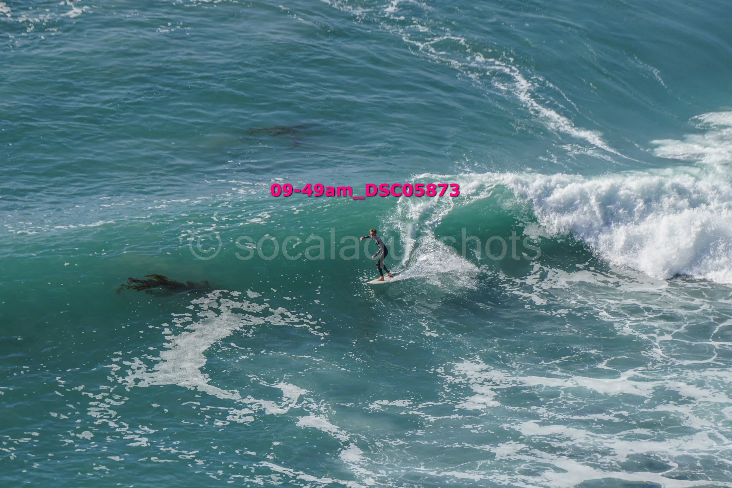 A person surfing on a wave in the ocean, with two sea lions swimming nearby.