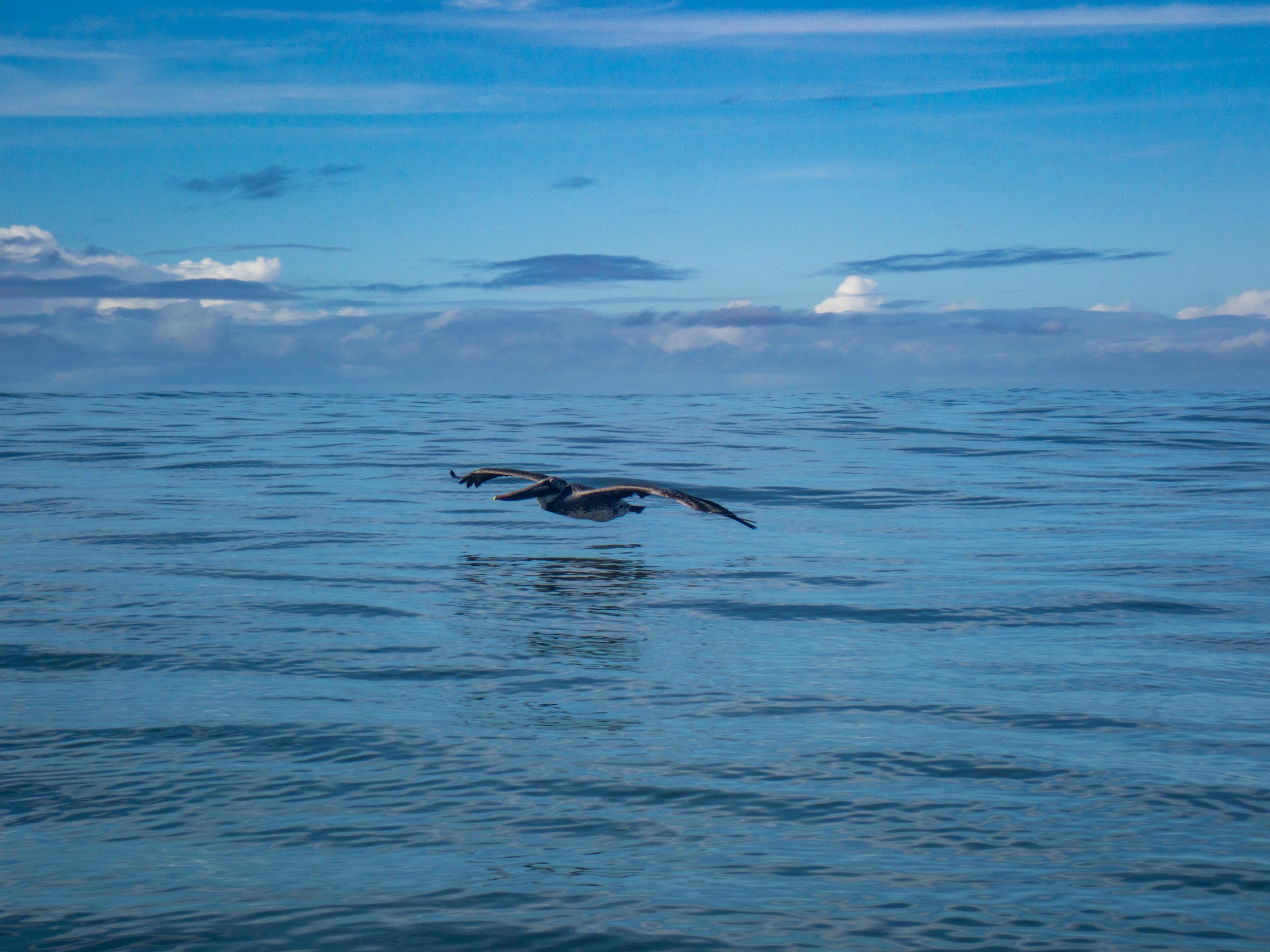 A pelican flying low over calm ocean water with a partly cloudy sky in the background.