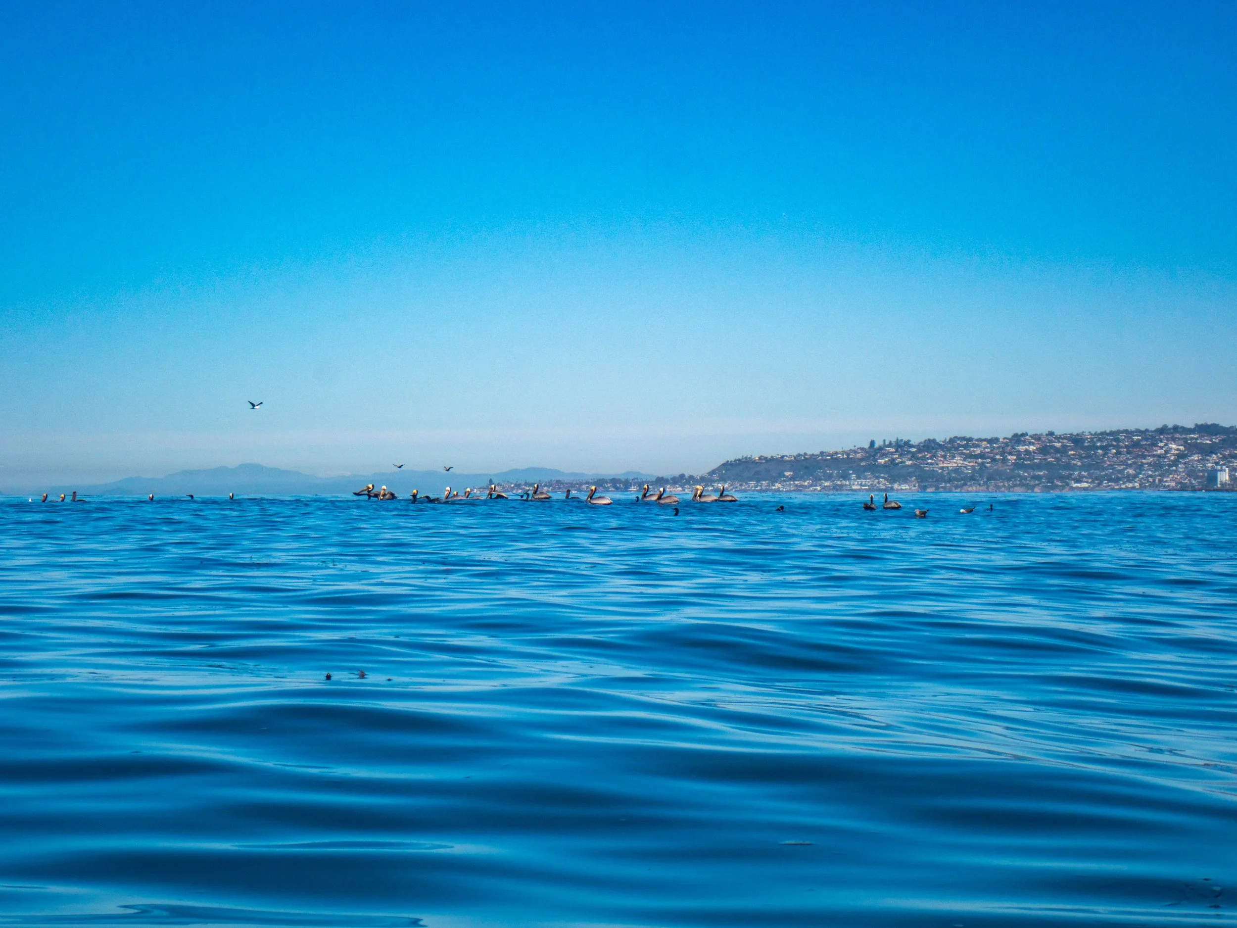 Seagulls and pelicans flying and resting on the water in the ocean near the coastline with houses and development in the background under a clear blue sky.