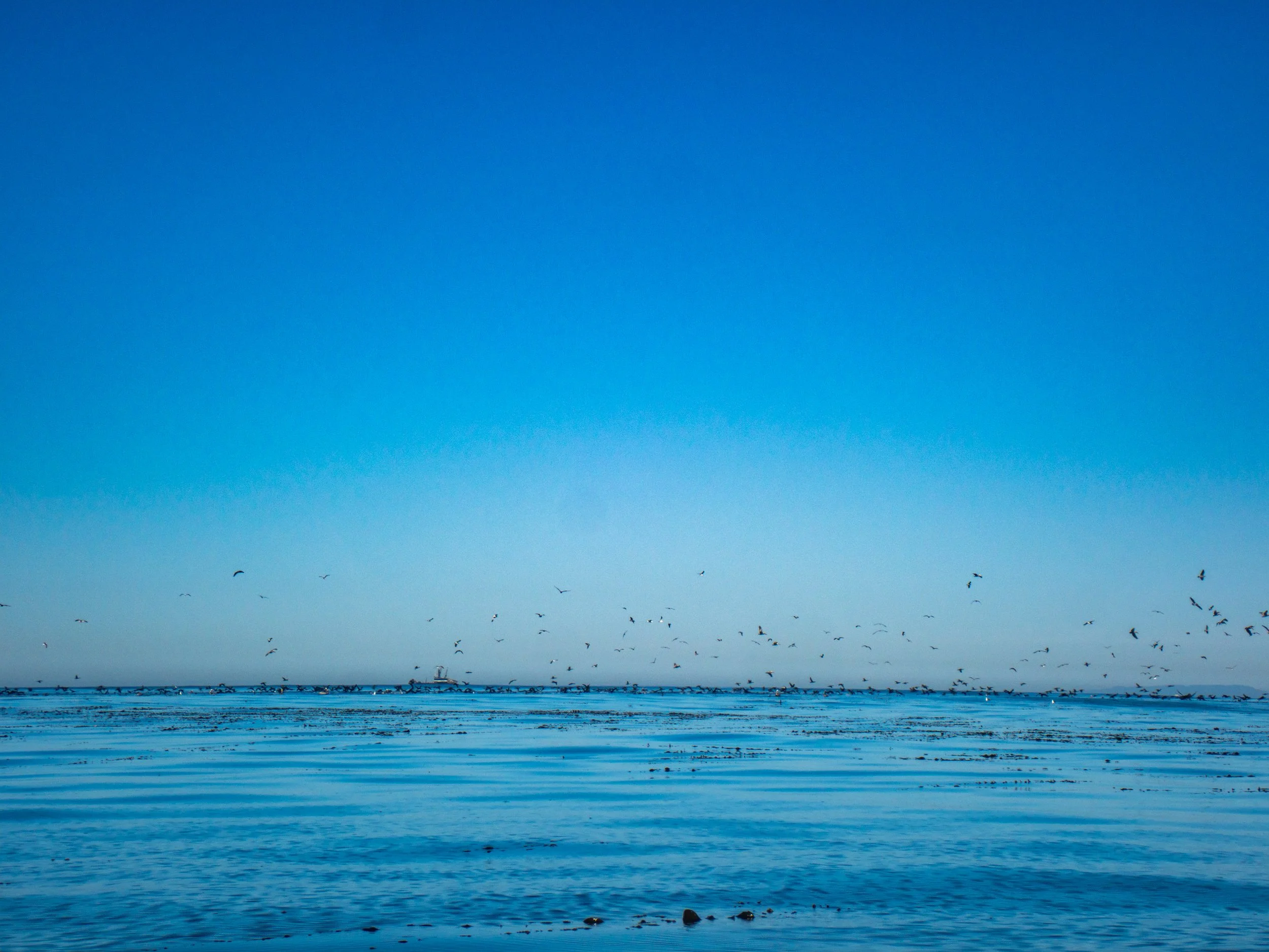 A body of water with numerous birds flying above it under a clear blue sky.