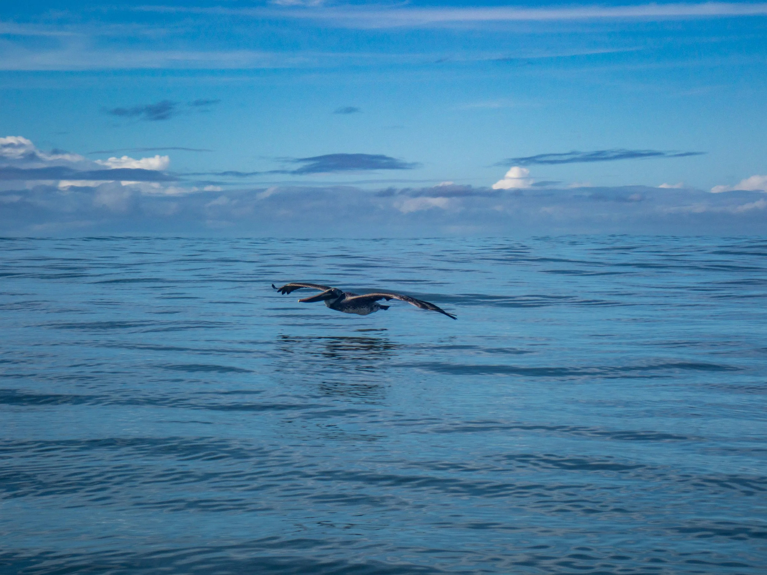 A pelican flying low over a calm ocean surface with a cloudy blue sky in the background.