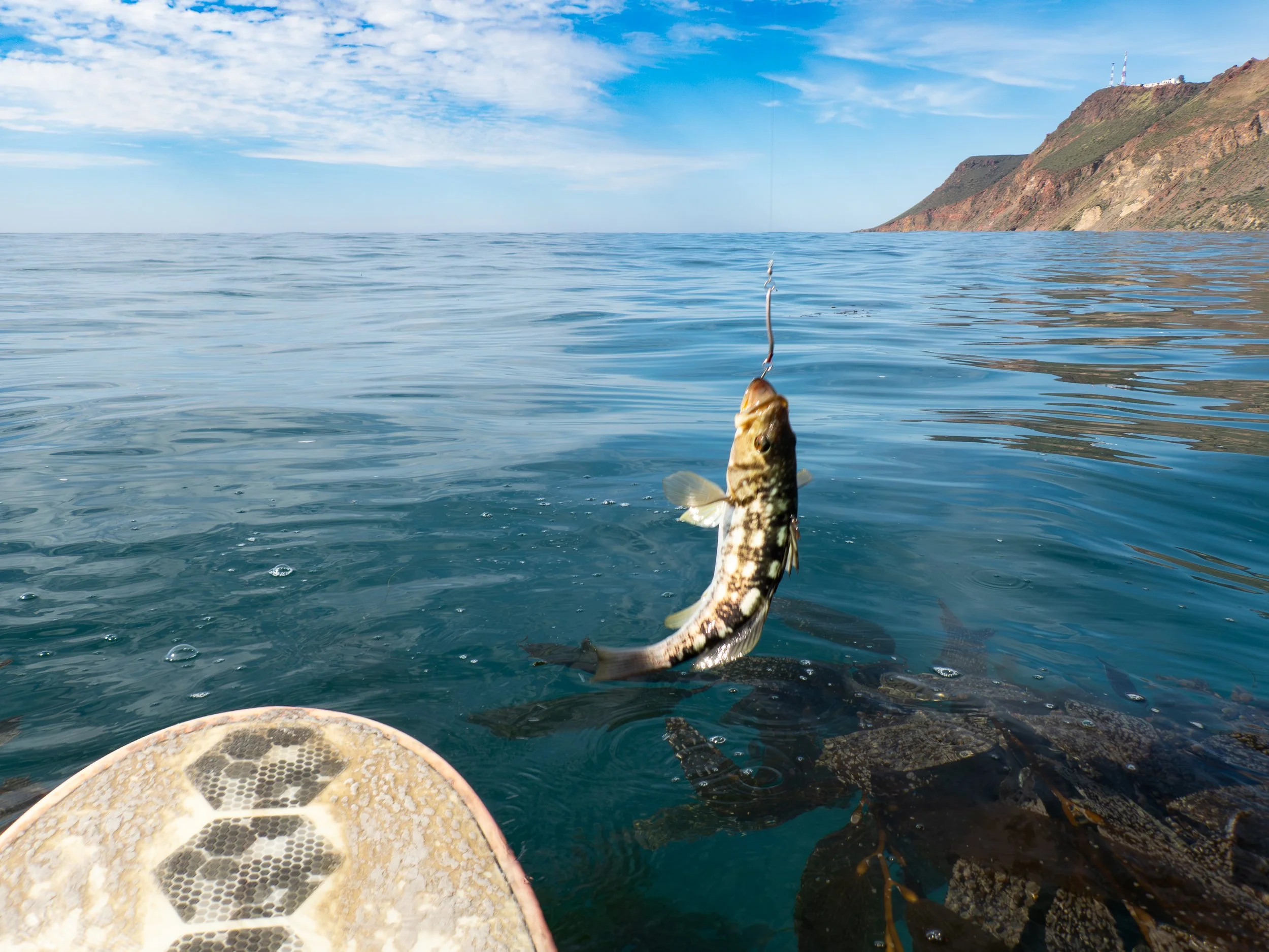 A fish caught on a fishing hook in the ocean with mountains and clear sky in the background.