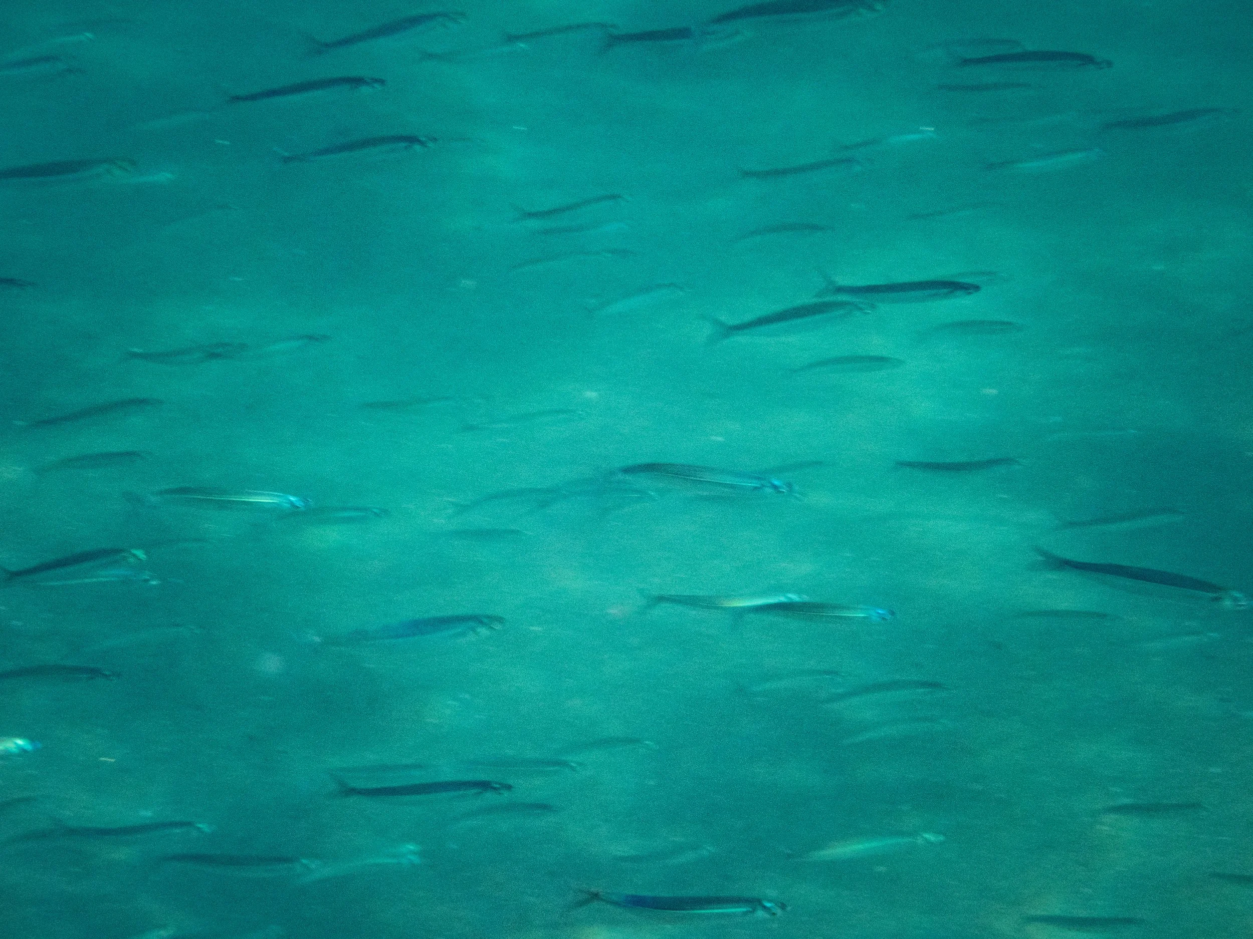A school of small fish swimming in turquoise water.