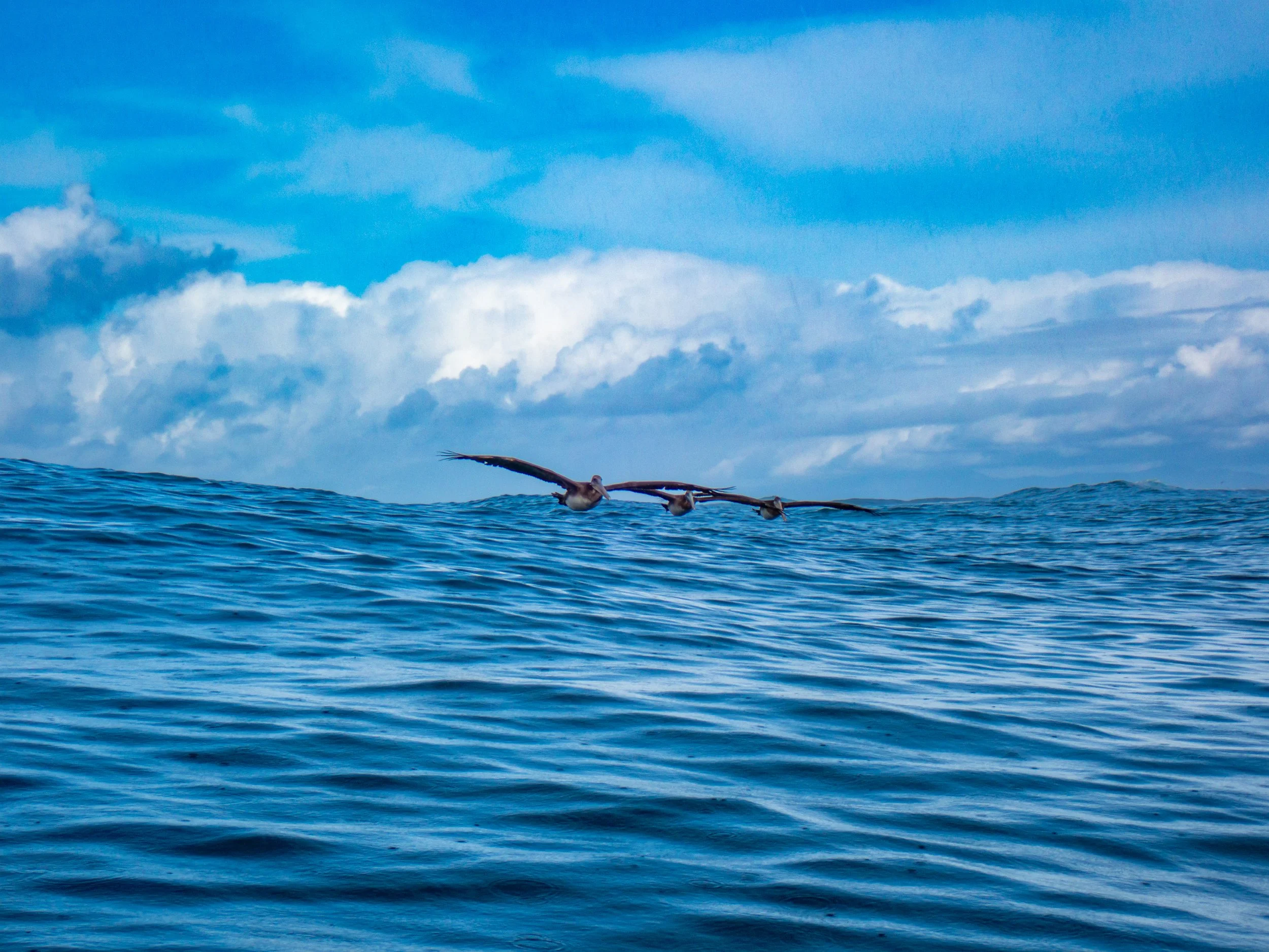 Three pelicans flying low over the blue ocean with a partly cloudy sky in the background.