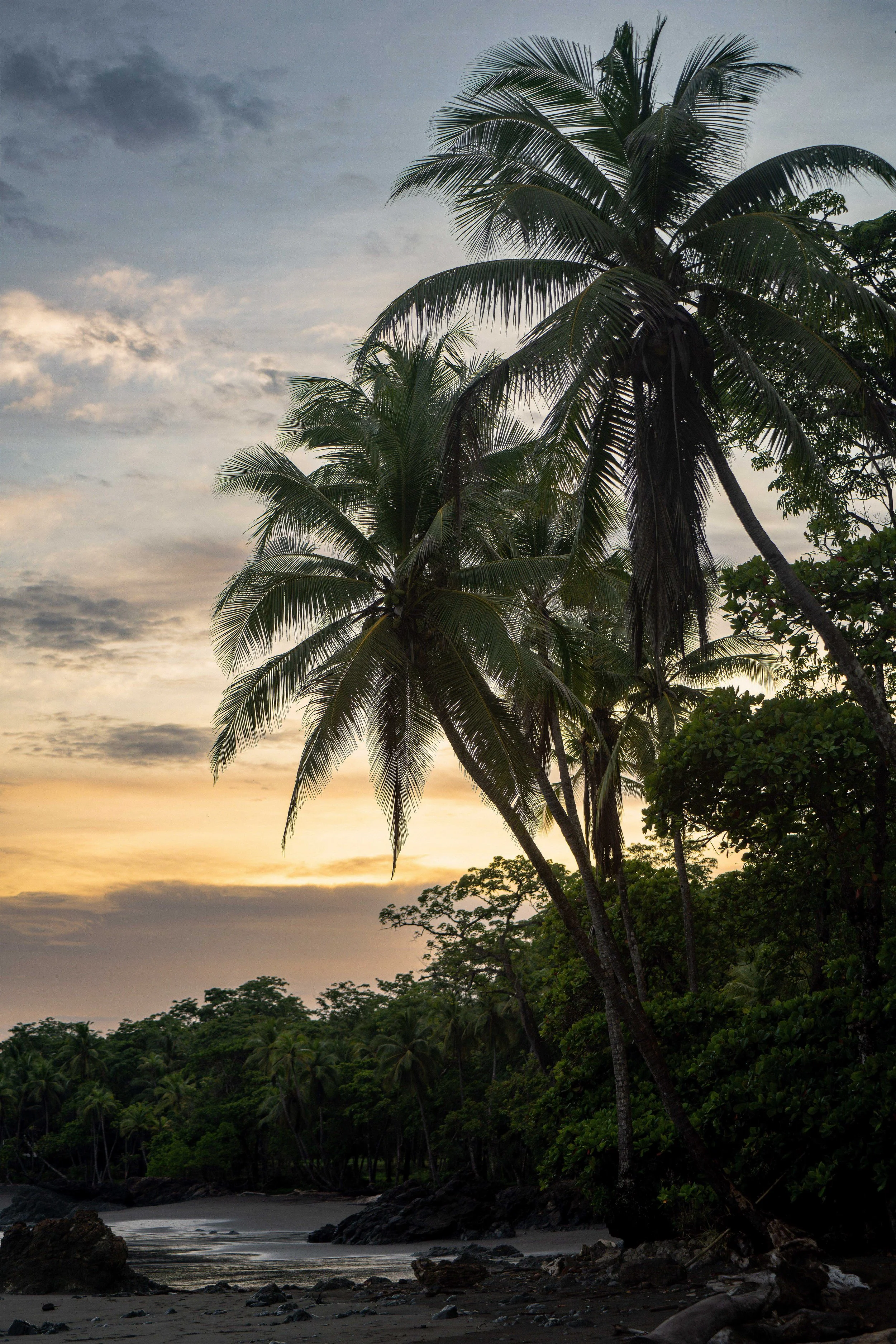 Tropical beach scene at sunset with palm trees, ocean, and rocky shoreline.