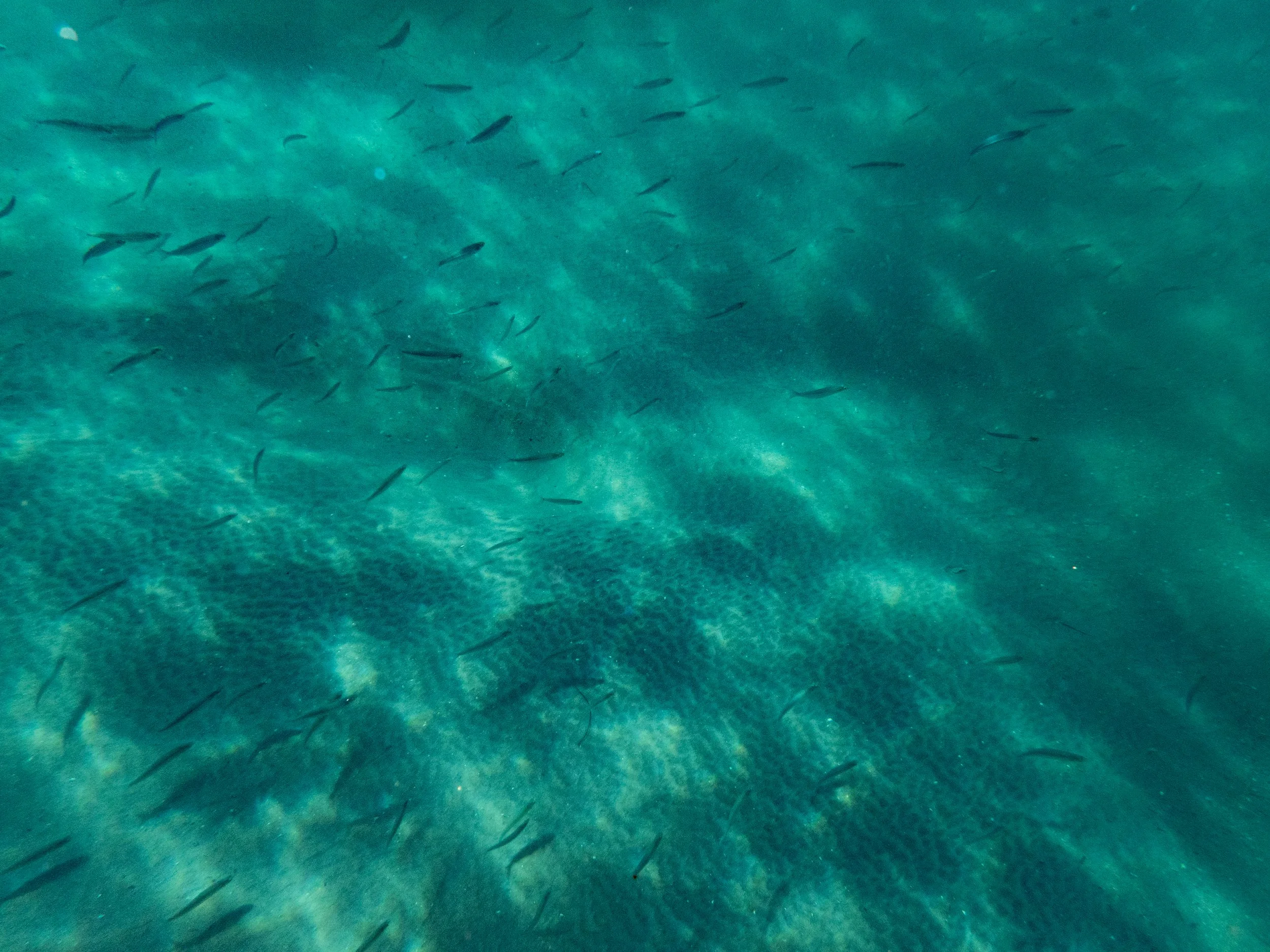 Underwater ocean scene with numerous small fish swimming over a sandy seabed.