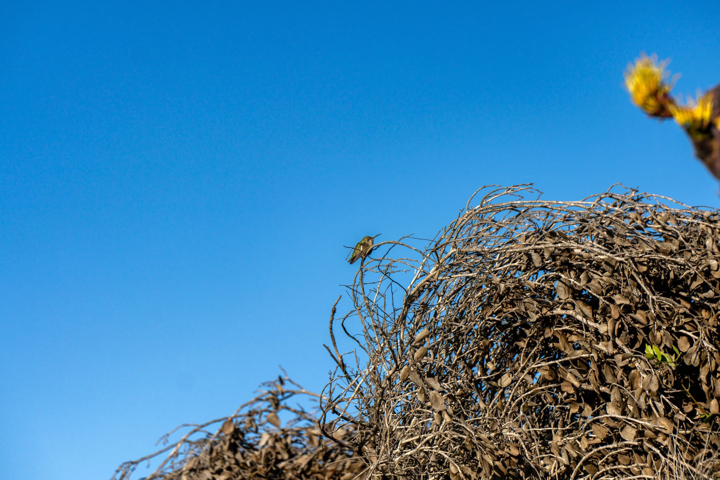 A small green bird perched on dry, tangled branches against a clear blue sky.