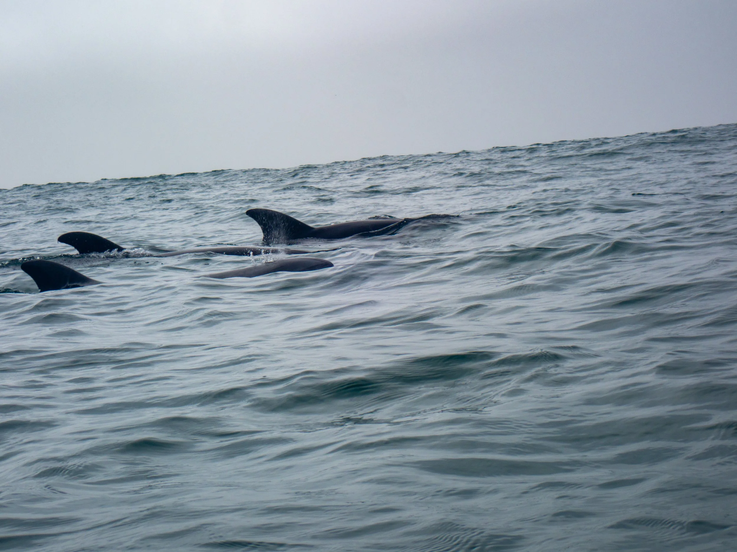 Group of dolphins swimming in the ocean near the surface of the water