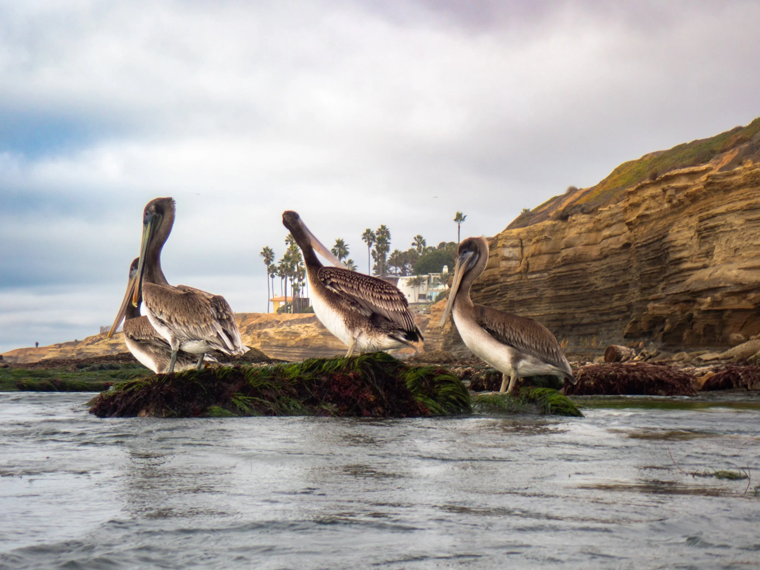 Three brown and white pelicans standing on a mossy rock in the ocean, with a rocky cliff and palm trees in the background under a cloudy sky.