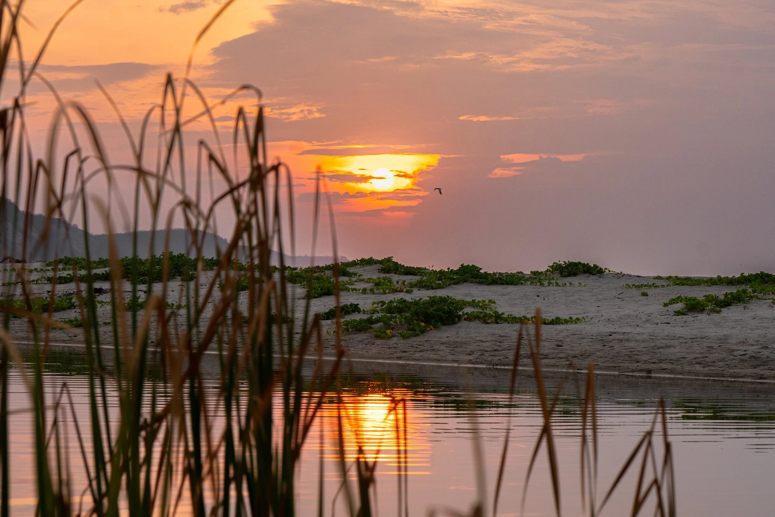 Sunset over a body of water, with some reed plants in the foreground and a bird flying in the sky.