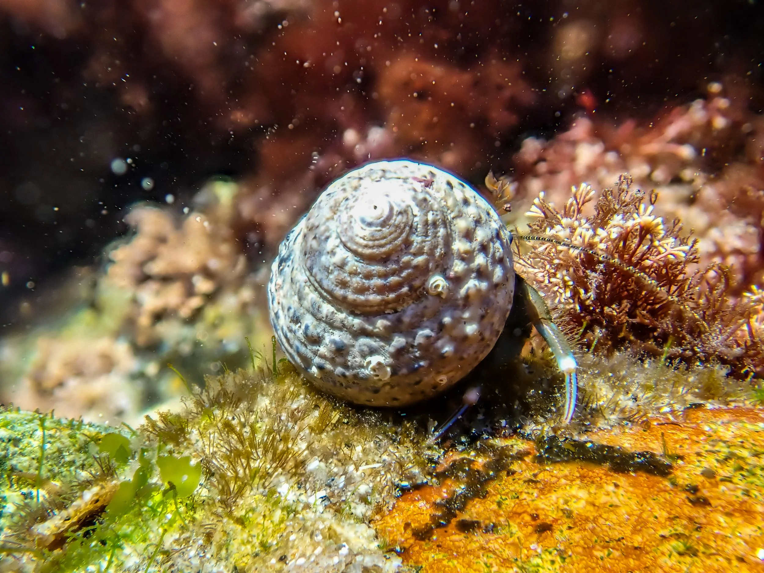 A marine scene showing a small hermit crab on the ocean floor with a spiraled shell on its back, surrounded by colorful coral and underwater plants.