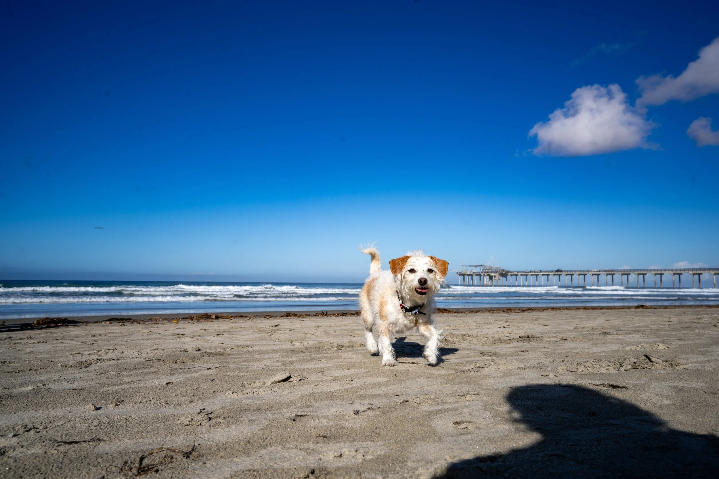 A small dog jumping on a sandy beach with ocean waves and a pier in the background under a partly cloudy blue sky.