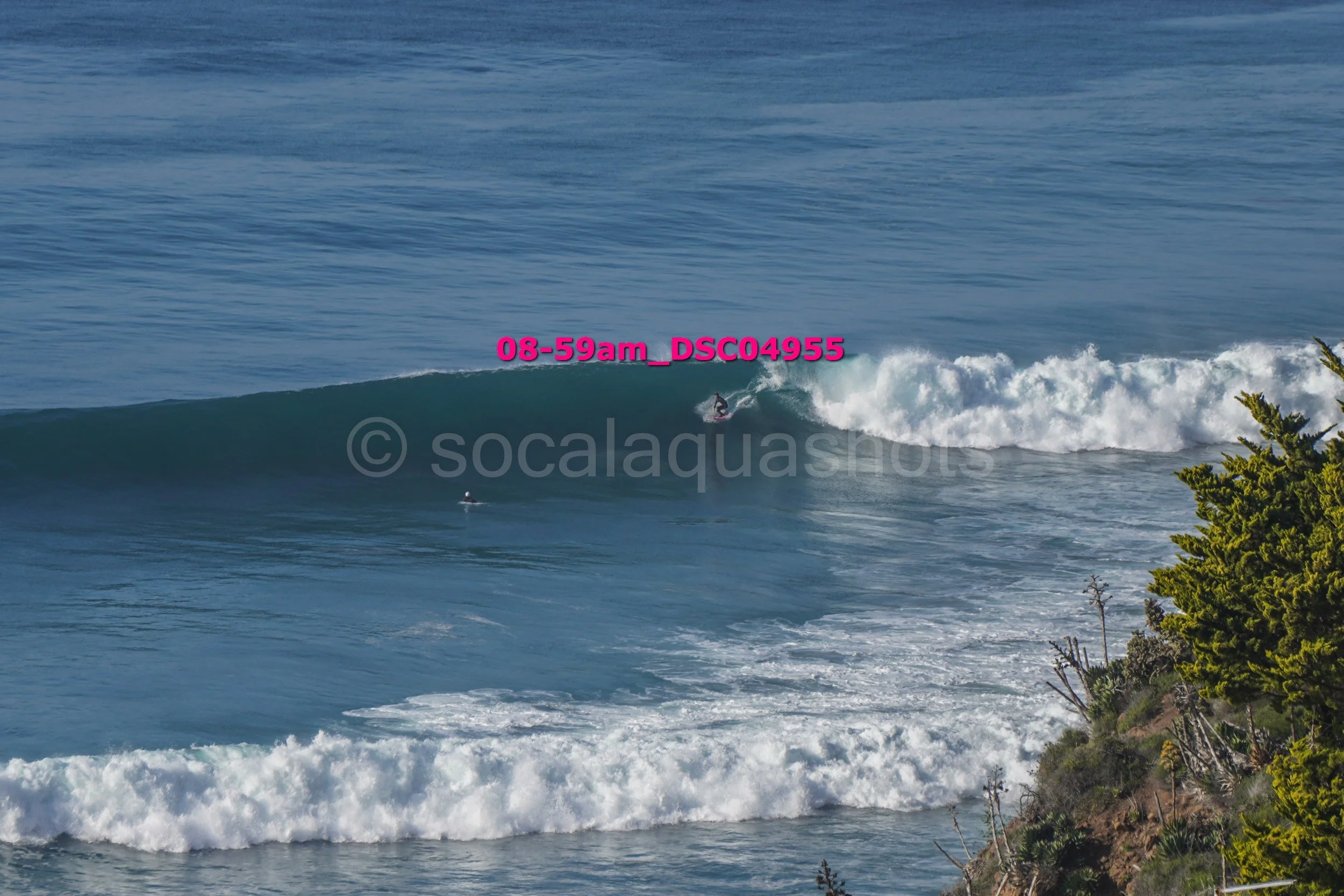 A surfer riding a wave off the coast with trees in the foreground and the ocean in the background.