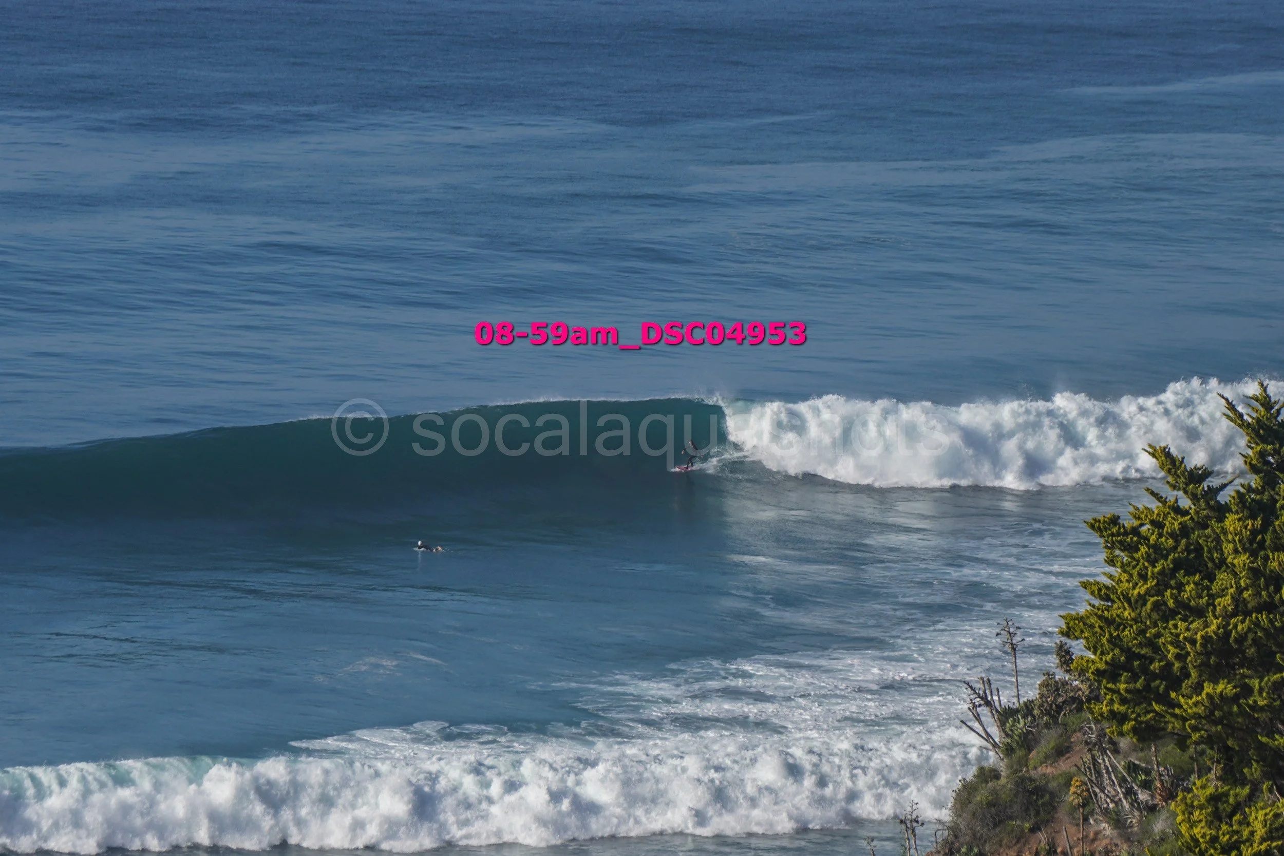 A person surfing on a large ocean wave near the shore with vegetation in the foreground.