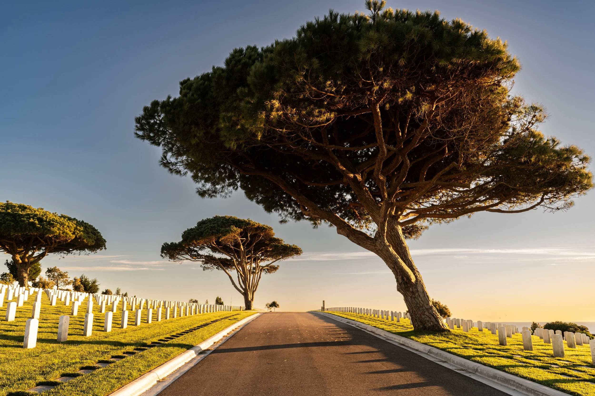 A winding asphalt road runs through a cemetery with evenly spaced white gravestones on both sides, under large, mature pine trees during sunset.