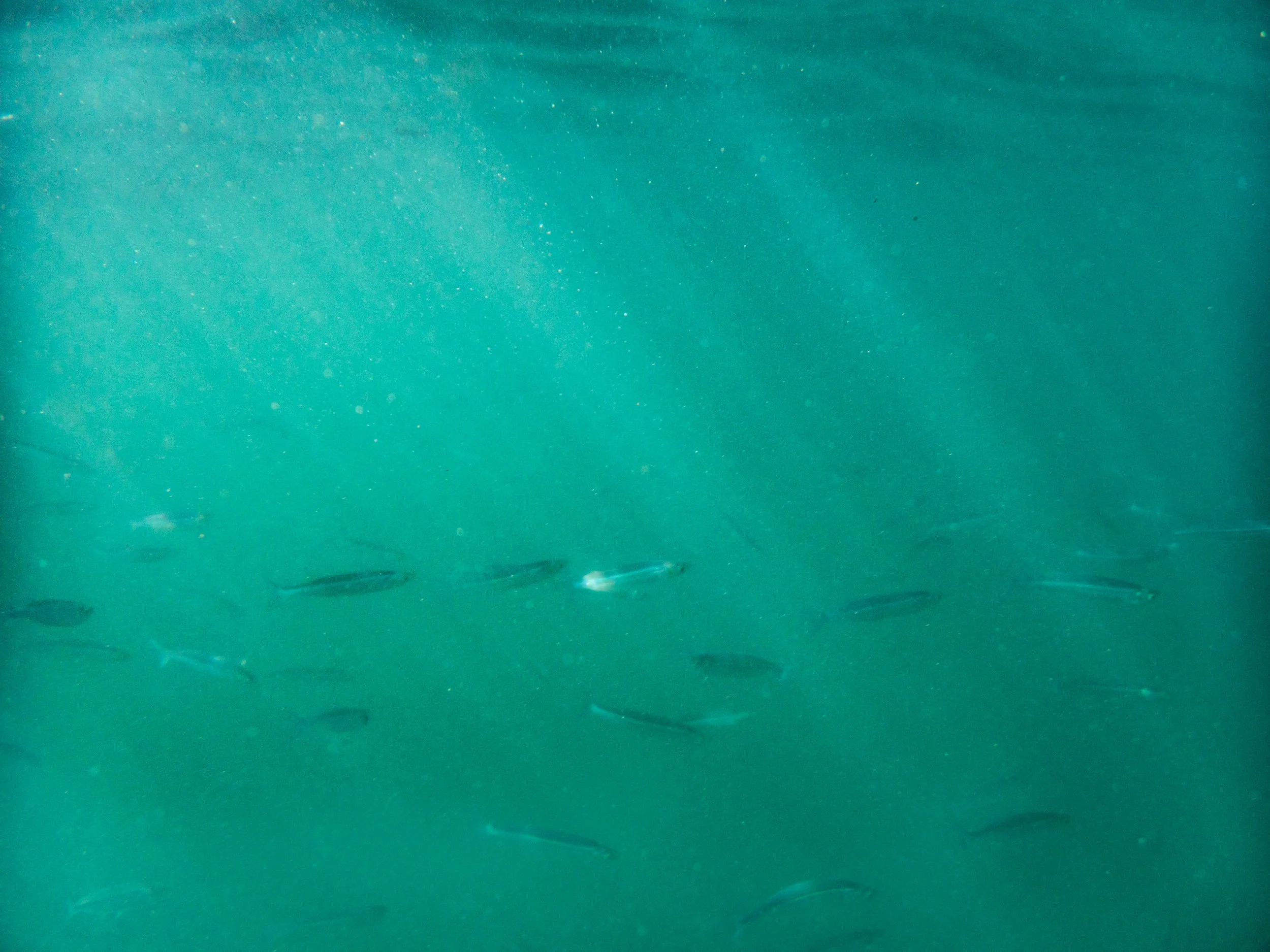 Underwater scene showing small fish swimming in clear teal water.
